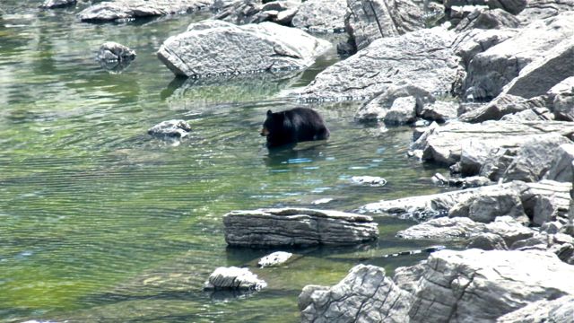 black bear cooling off in Medicine lake as the water level begins to rise.