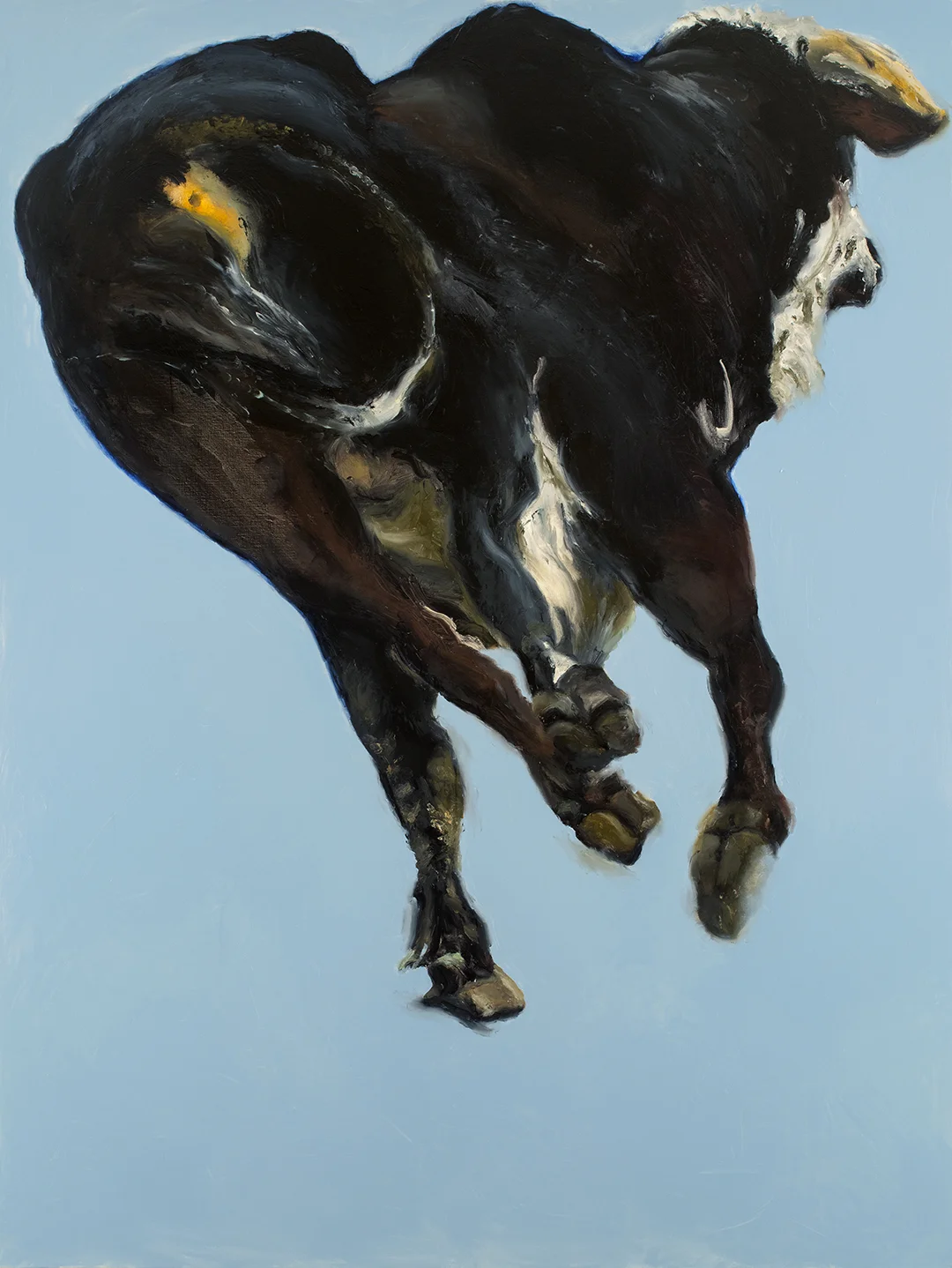 Bull with Baby Blue