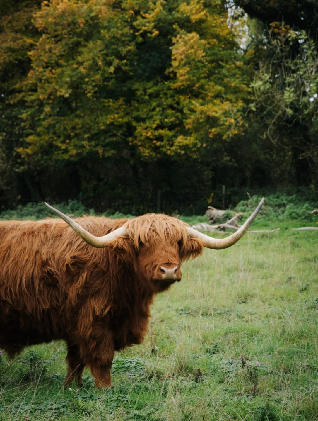 Hoping to see some highland cows on the cycle next week! But will they be able to see us? 🤣🐮

#highlandcows #scottishhighlands #hebrides #callanishstones #cyclefundraiser