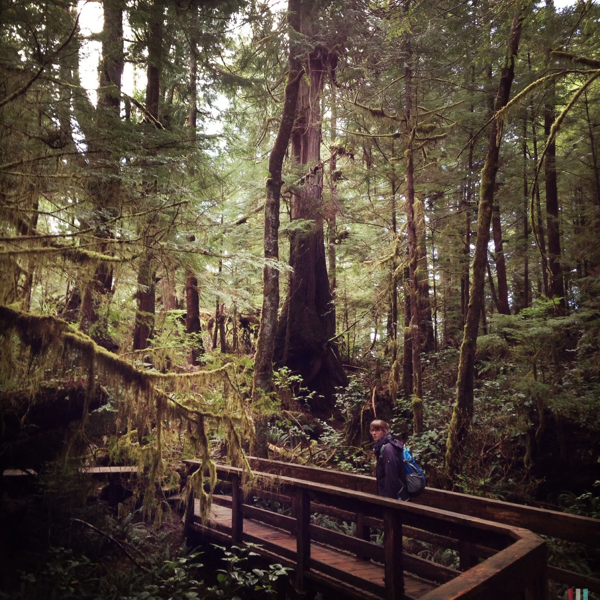 rain forest trail