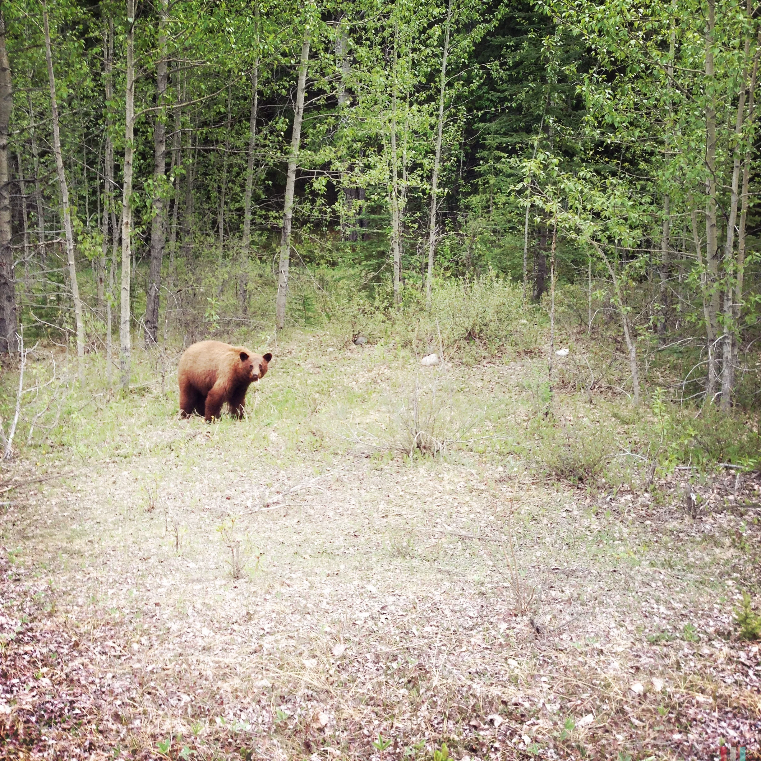 bär, nah
