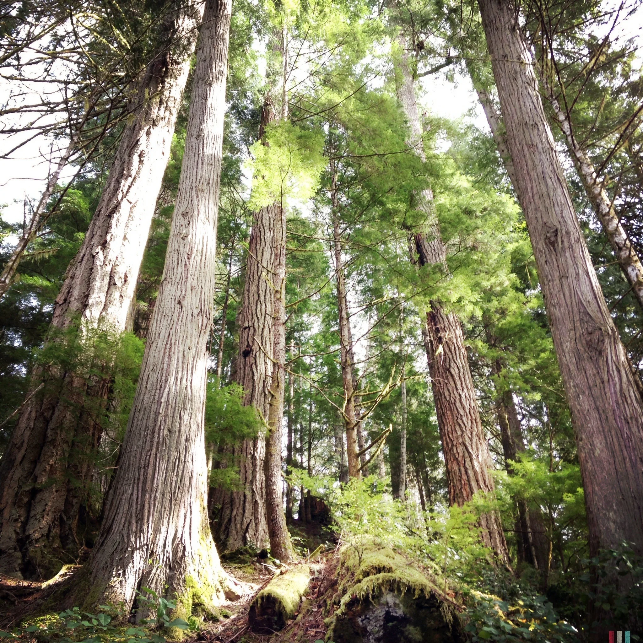 elk falls provincial park