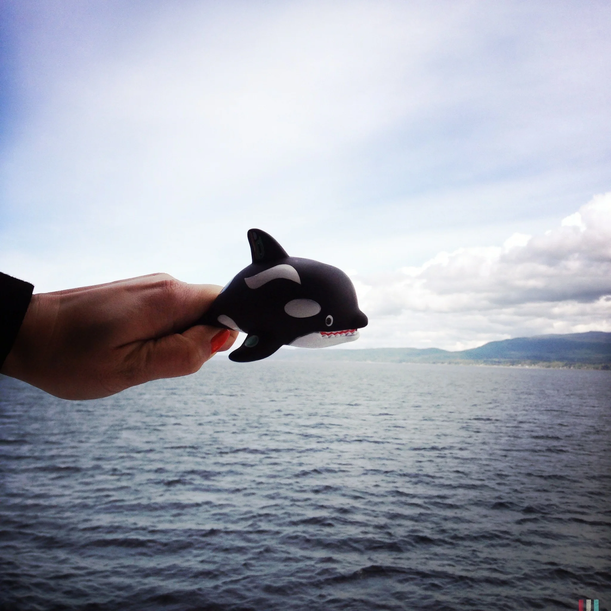 orca, symbolbild