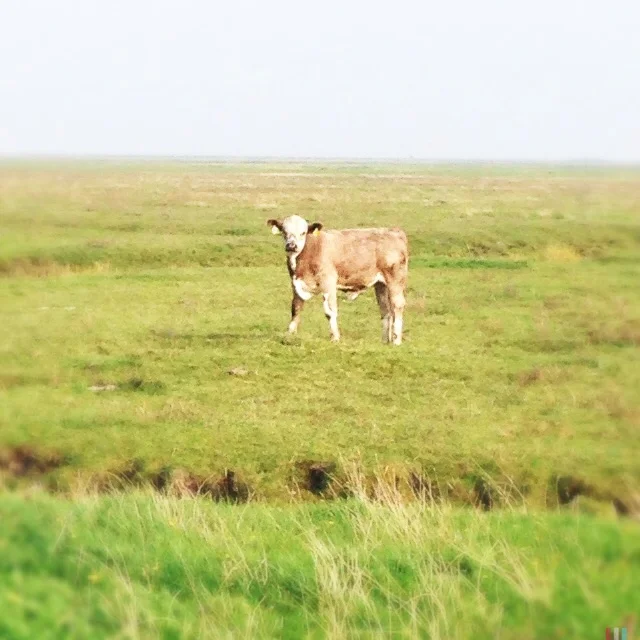 hallig hooge (17).JPG