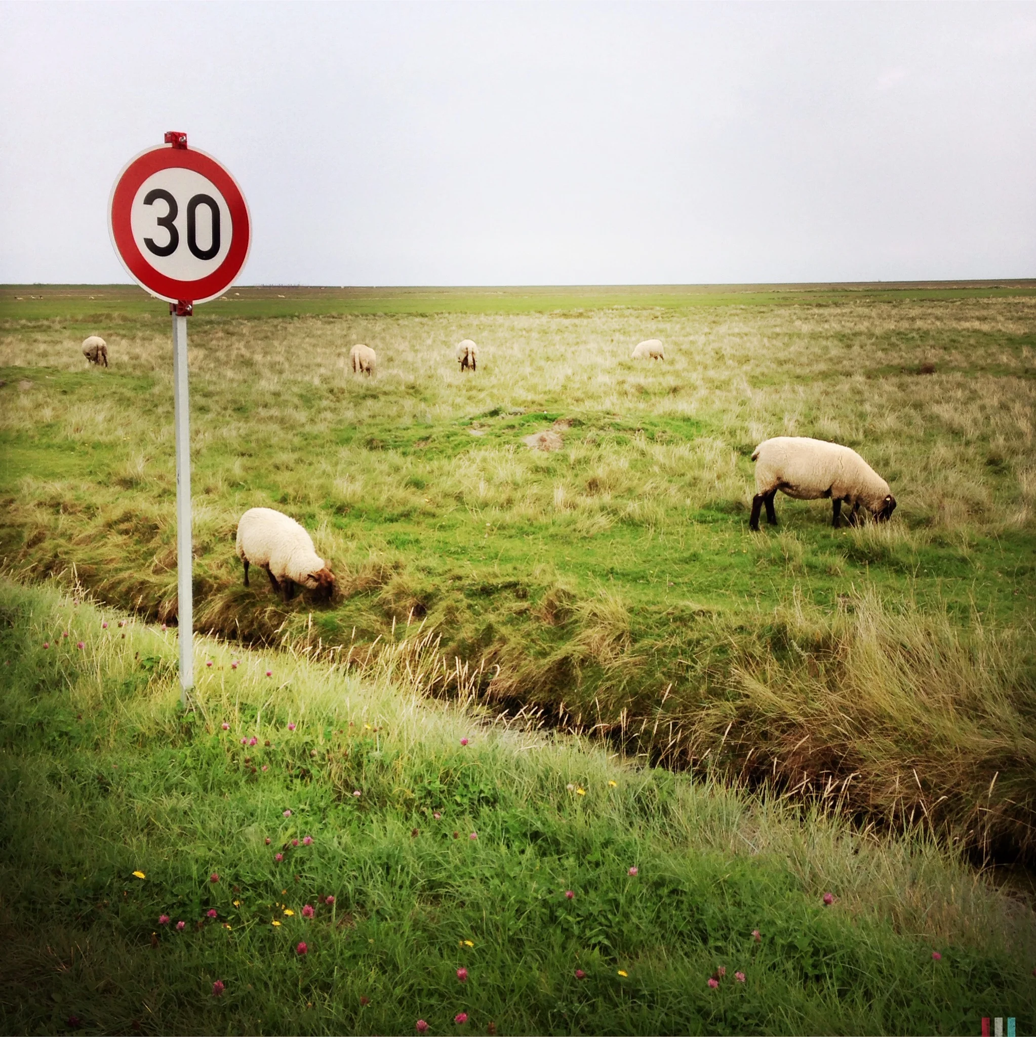 hallig hooge (39).JPG