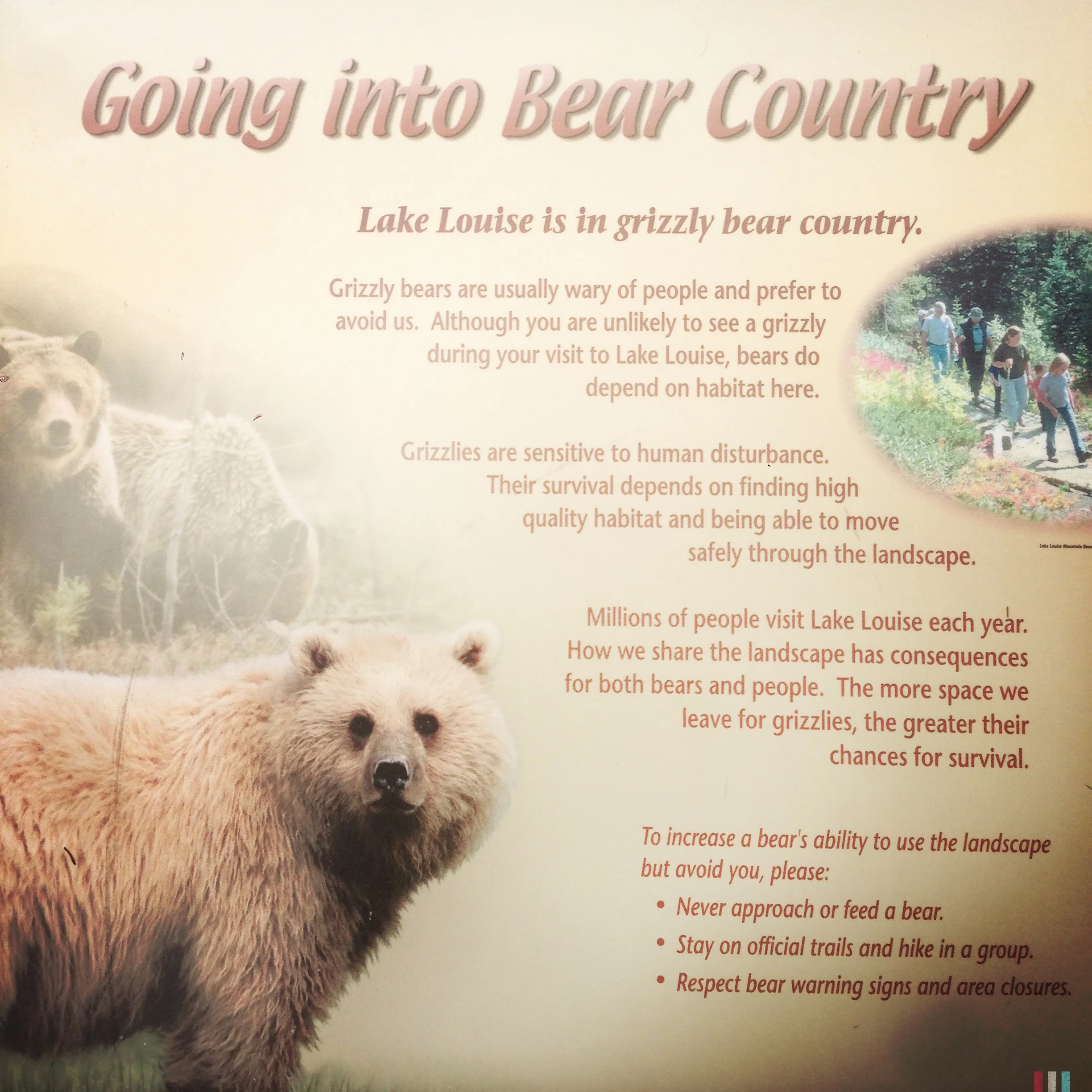bear-country.jpg