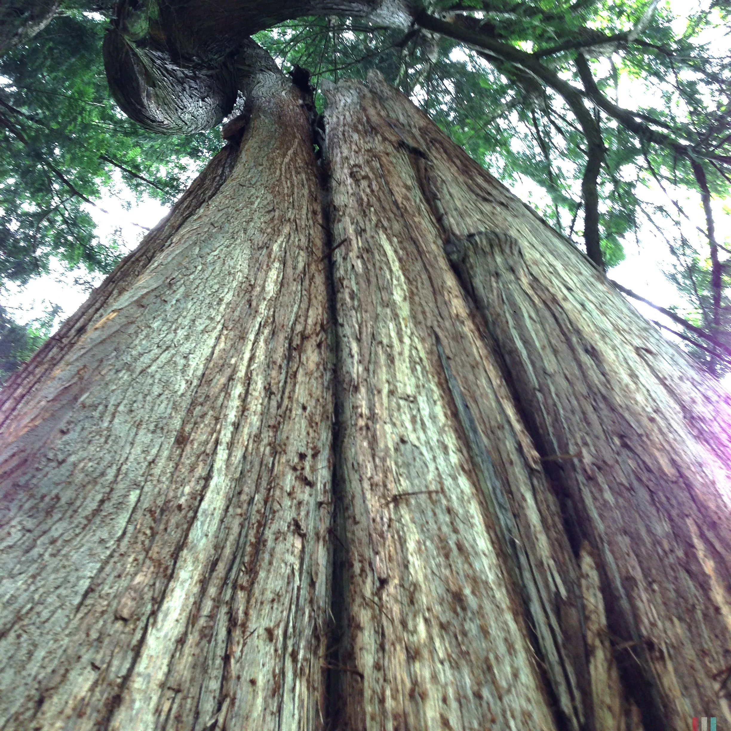 big-tree.jpg