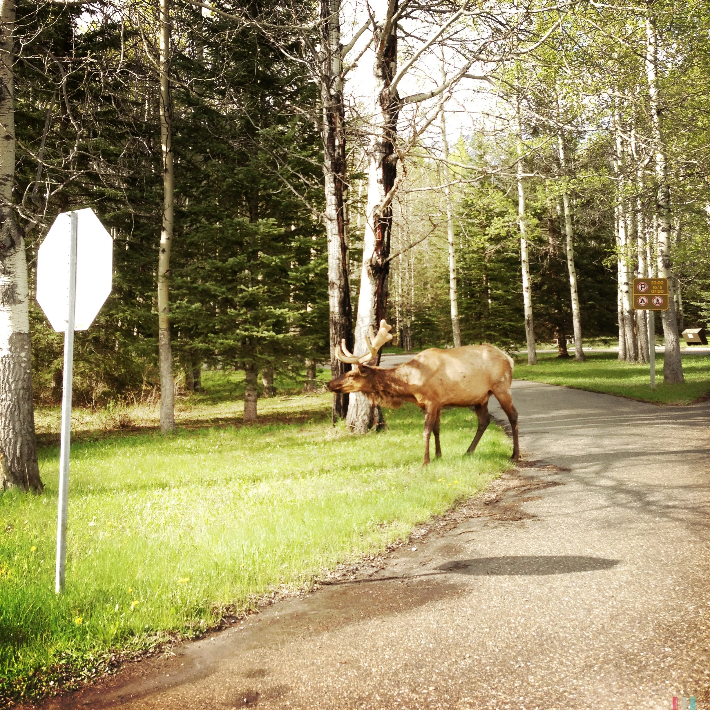 elk-huge.jpg