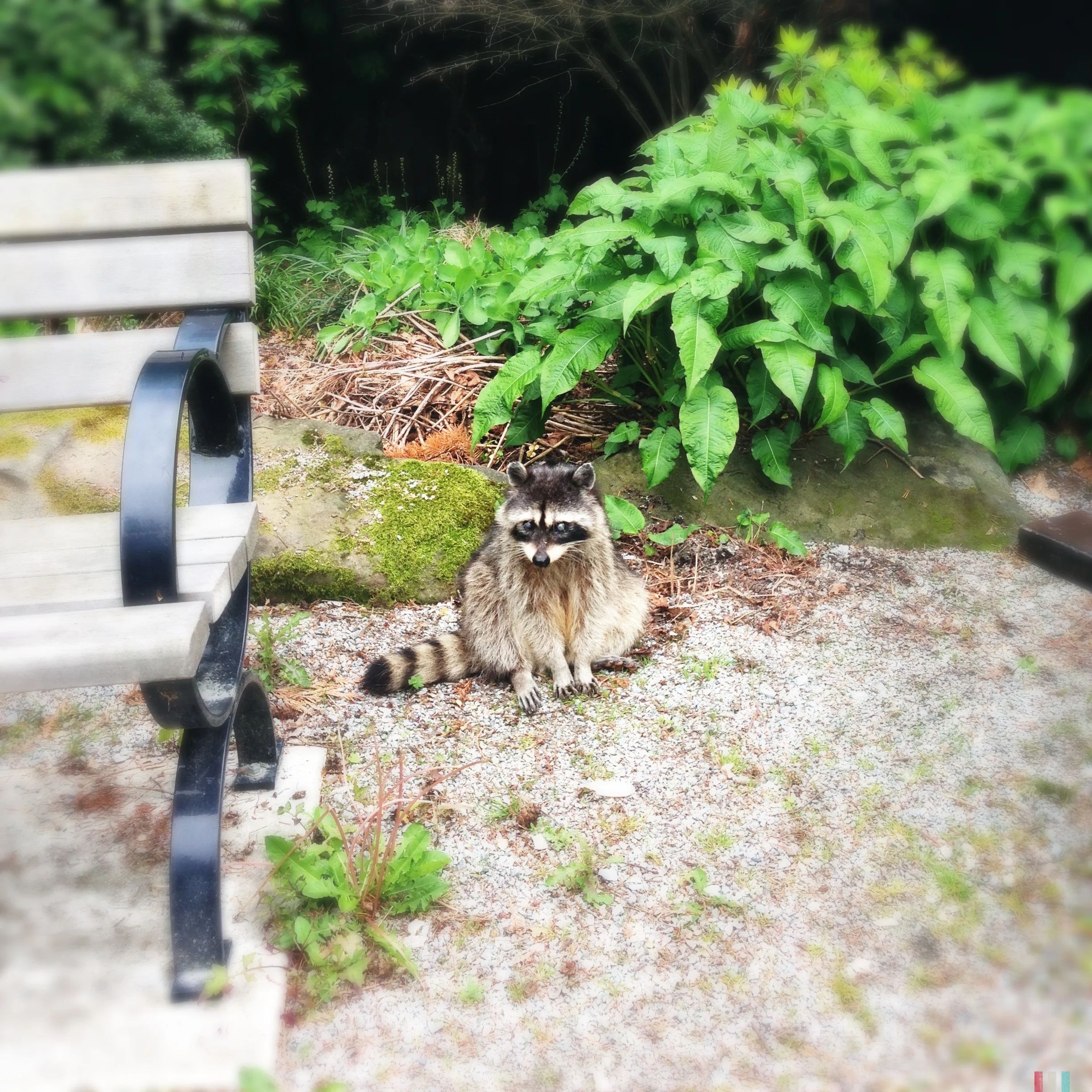 wildlife.jpg
