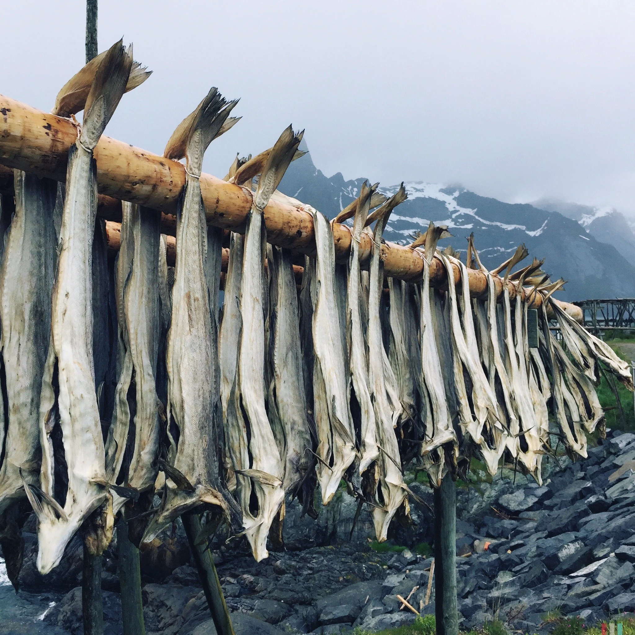 stockfisch
