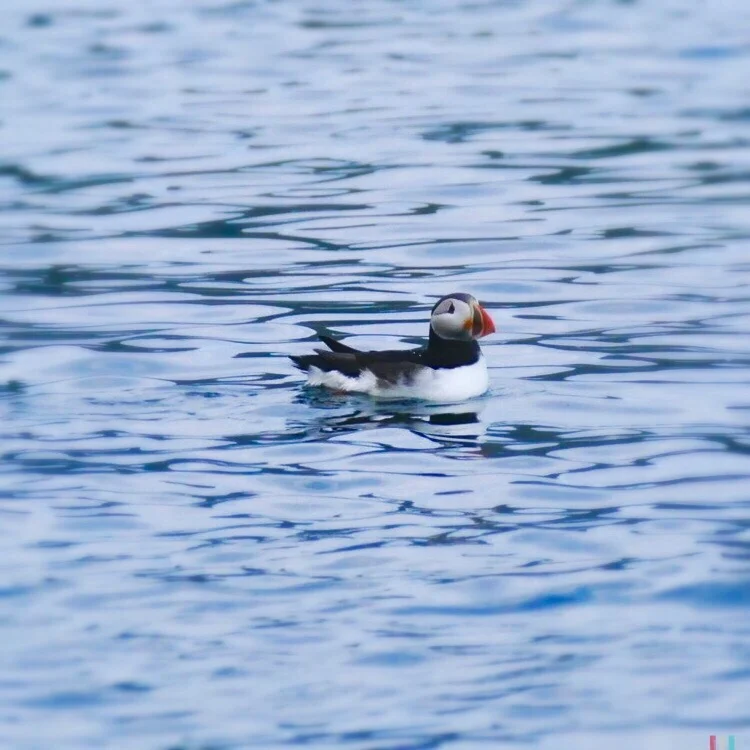 puffin
