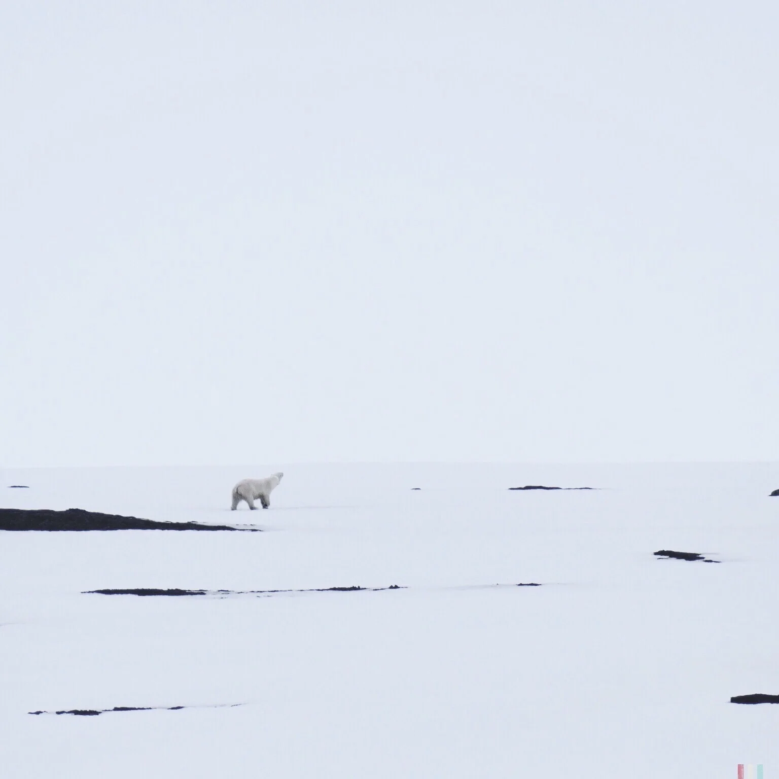 eisbär