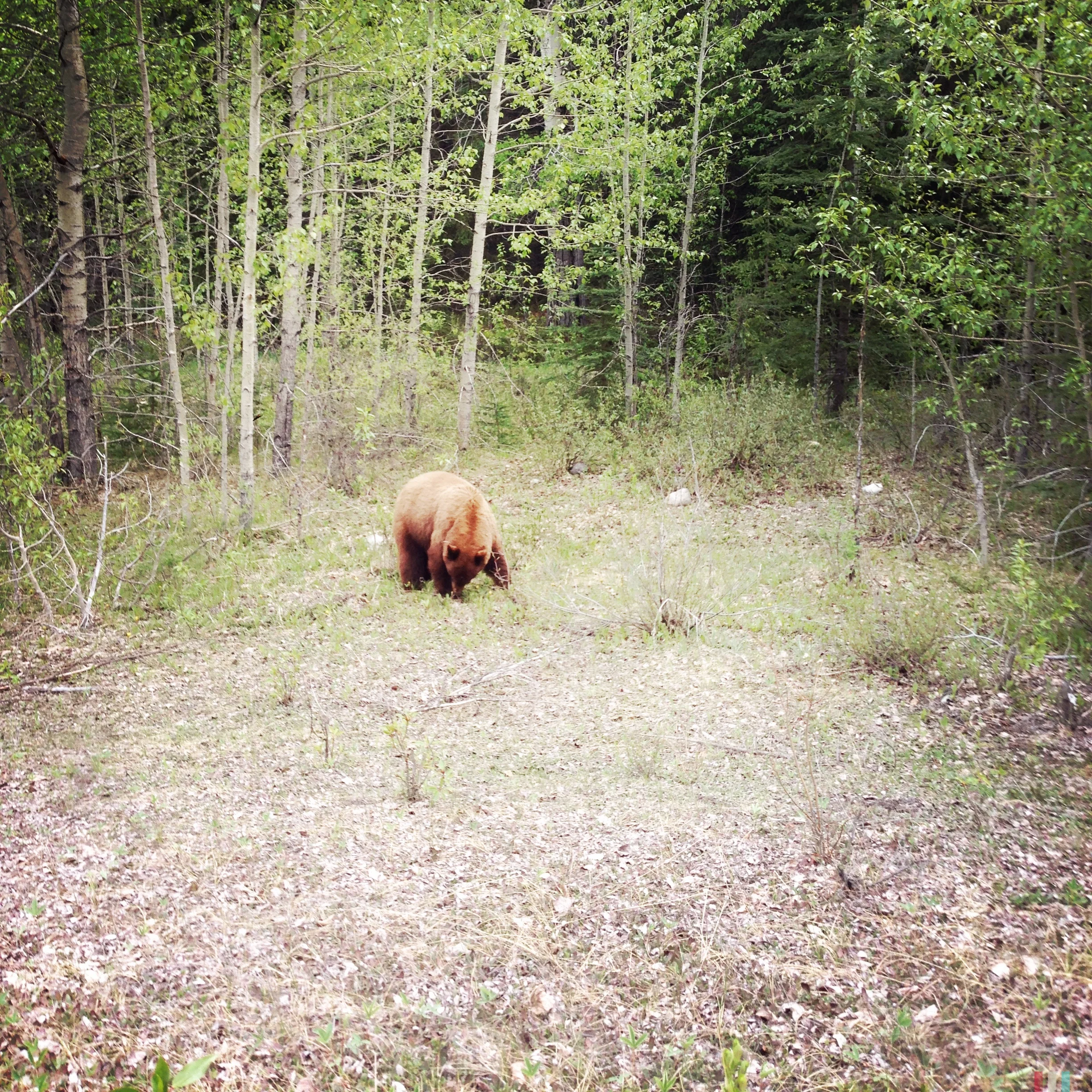 grizzly, canadian rockies