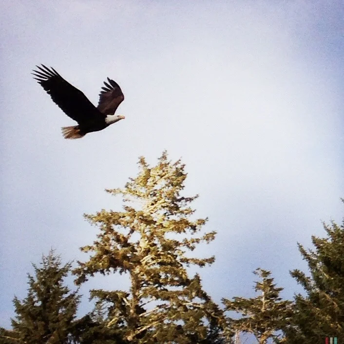 seeadler, tofino