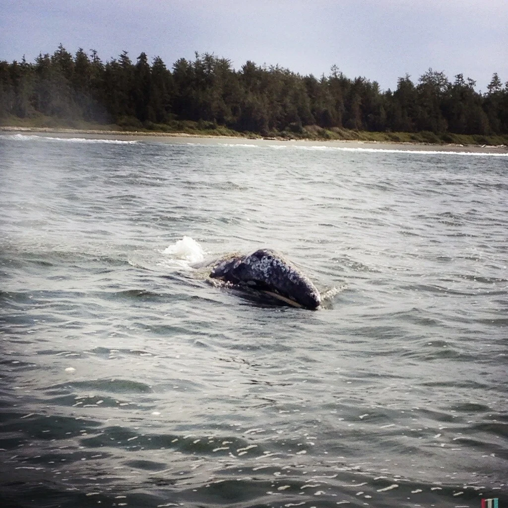 grauwal, vancouver island