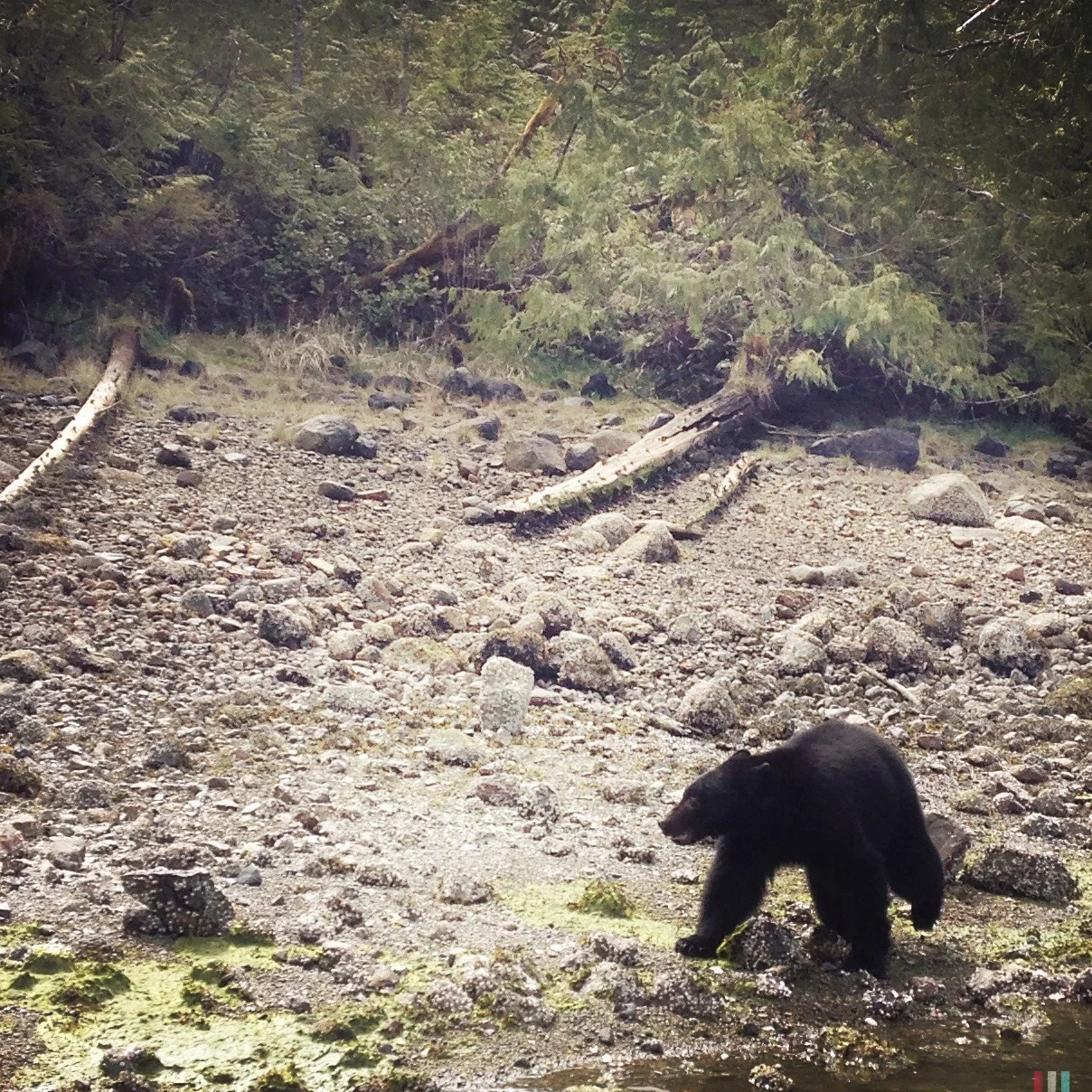 schwarzbär, vancouver island