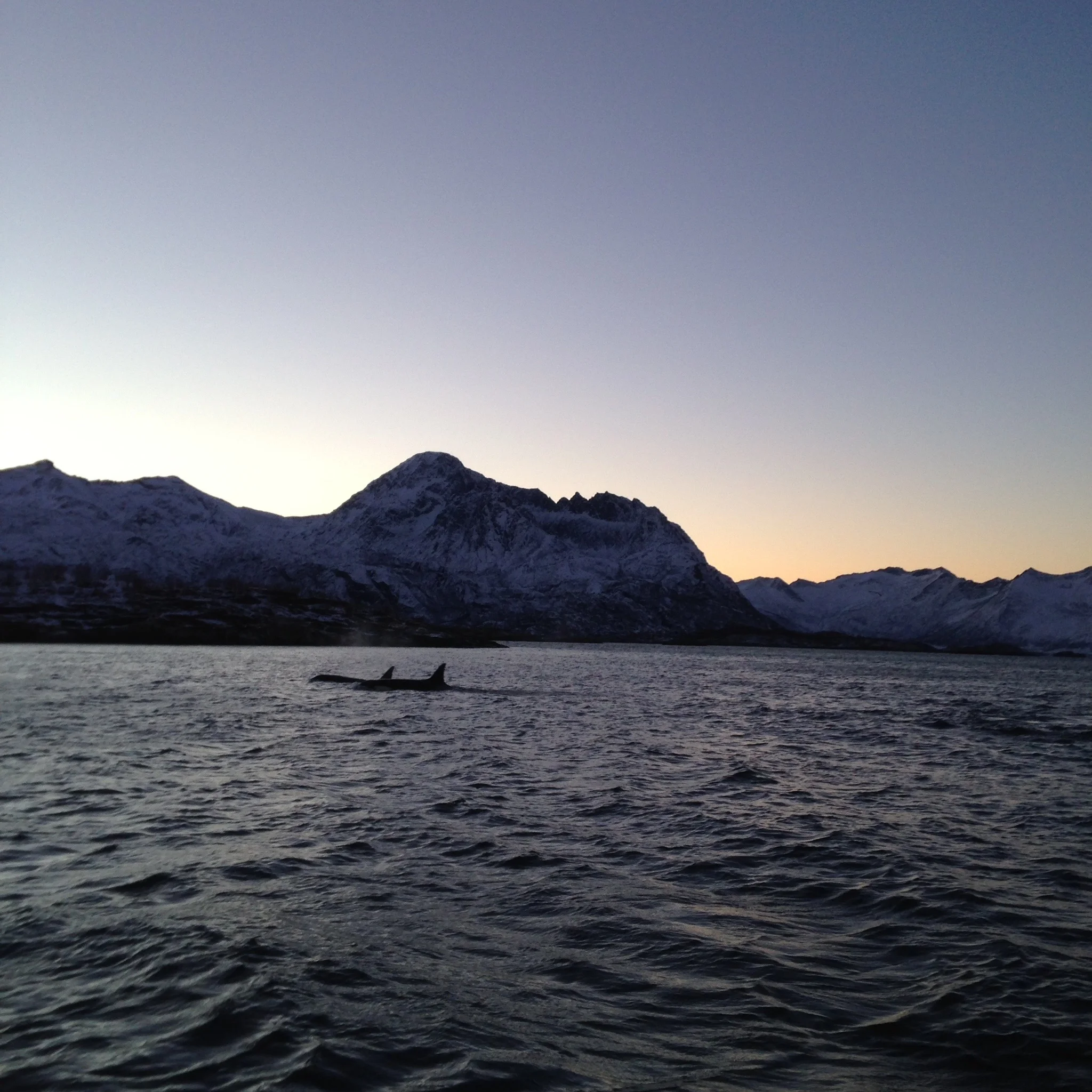 orcas, senja
