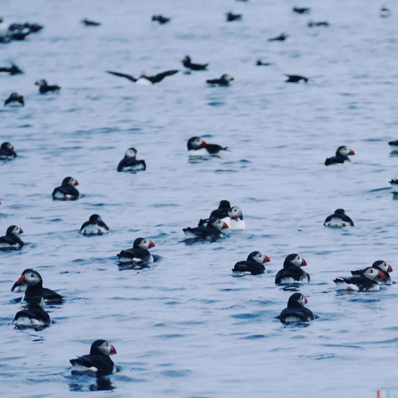 puffins, bleik