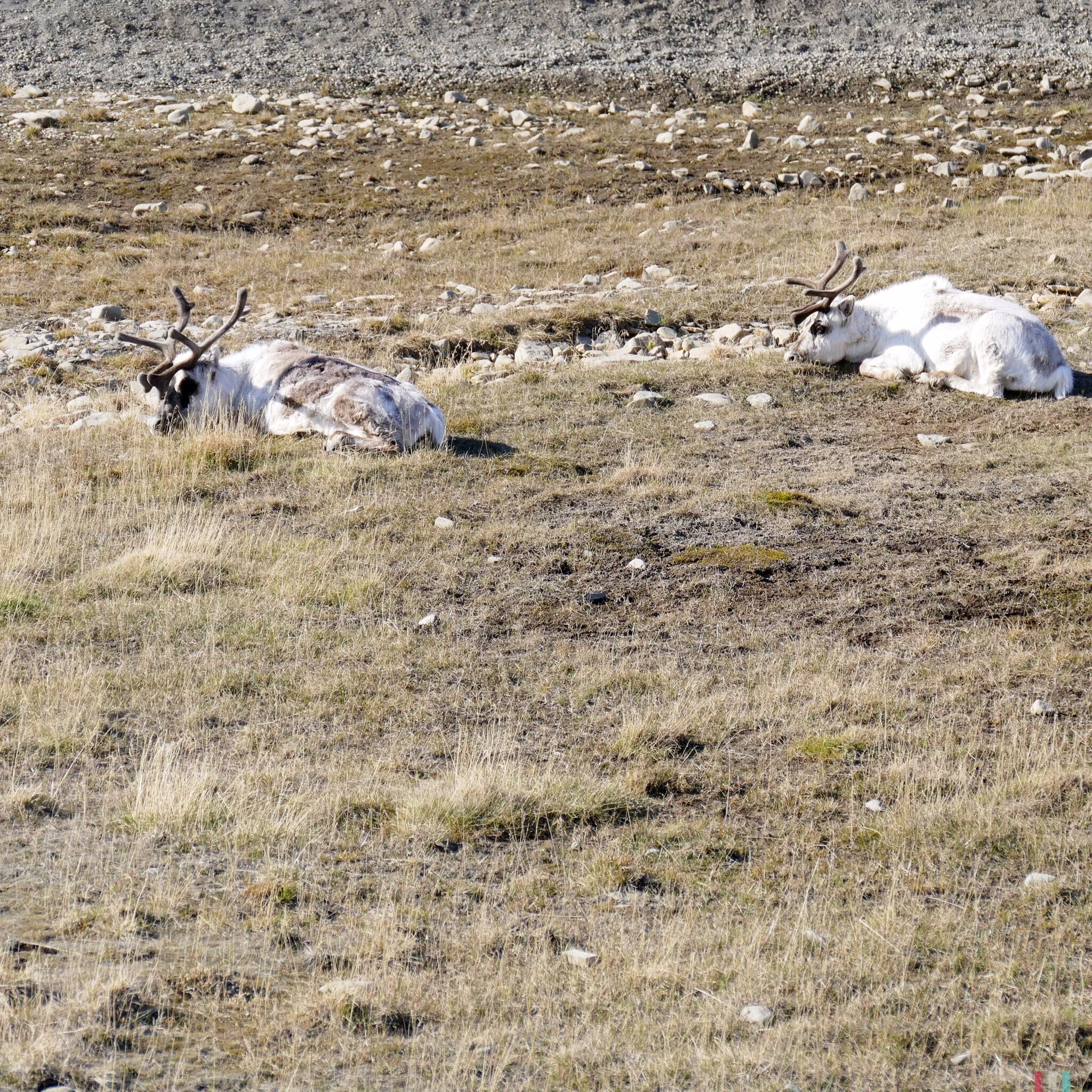 rentiere, longyearbyen