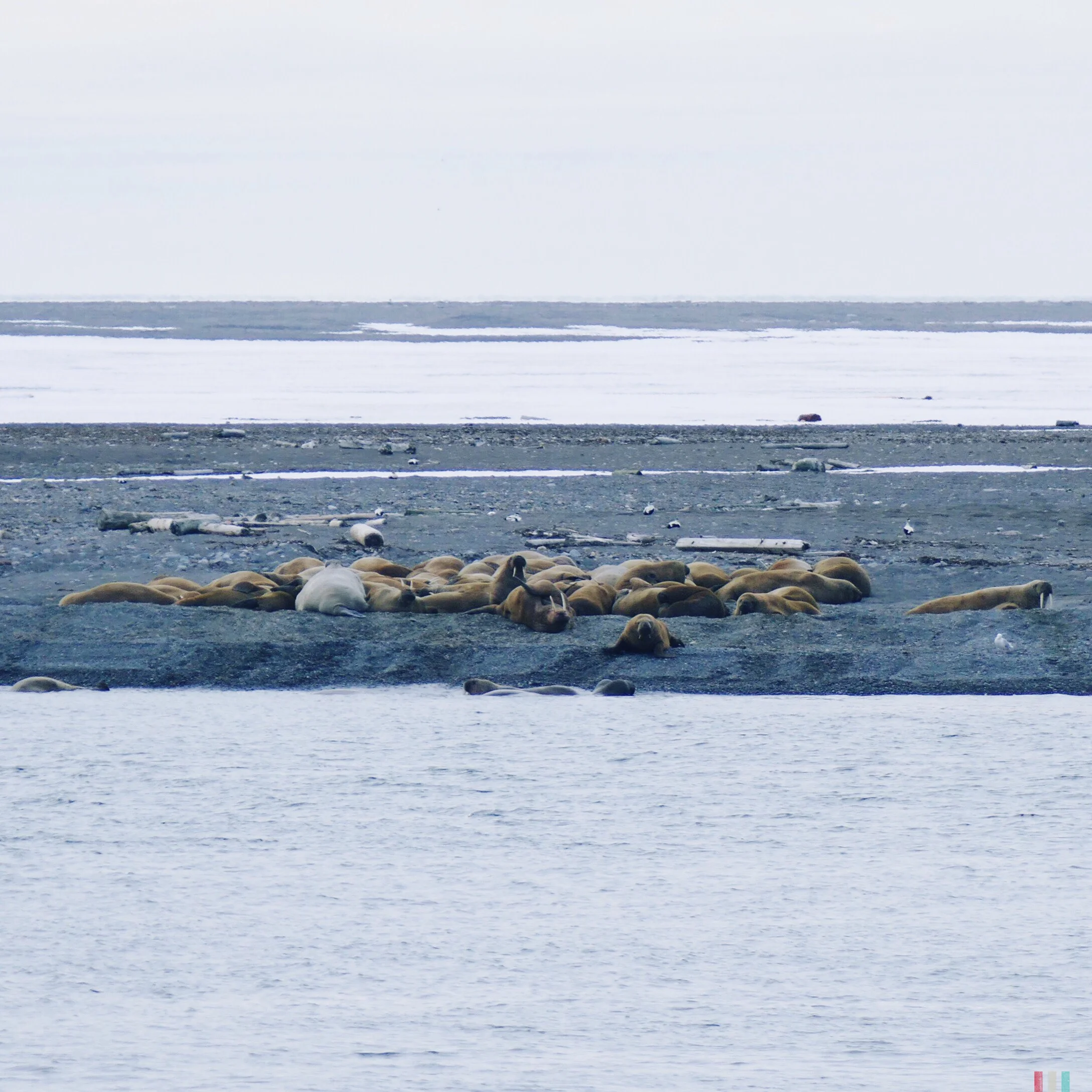 walrösser, spitzbergen