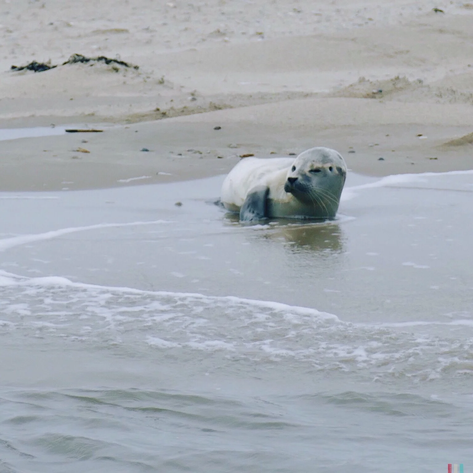 seehund, norderney