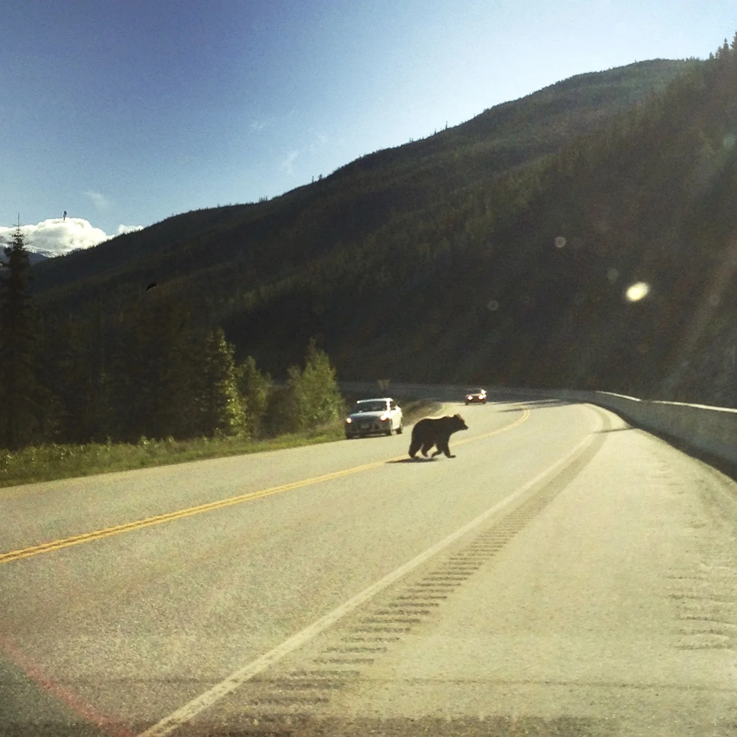 grizzly crossing.jpg
