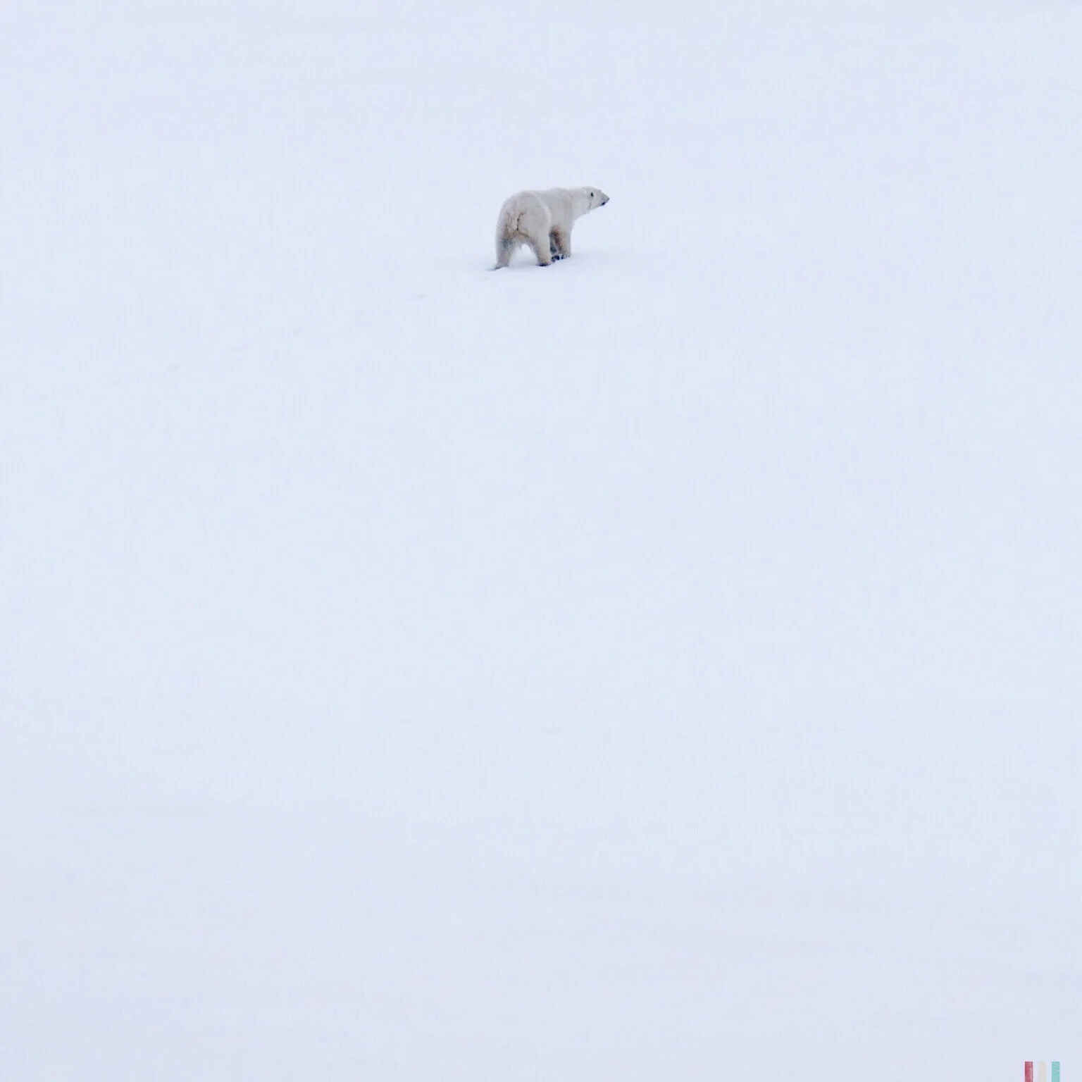 polar bear.jpg