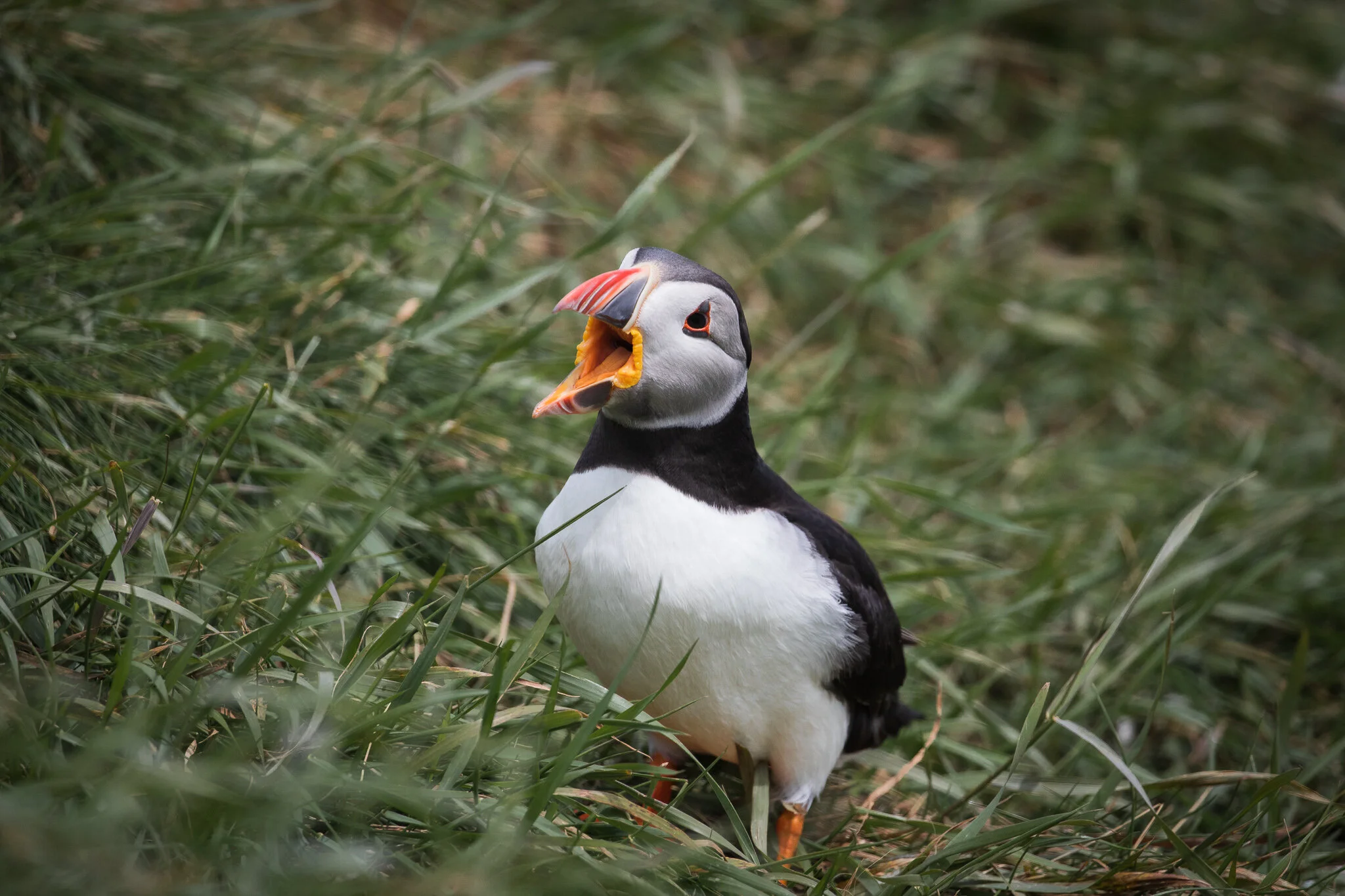galerie-puffins-110A4852-foto-oliver-dirr.jpg