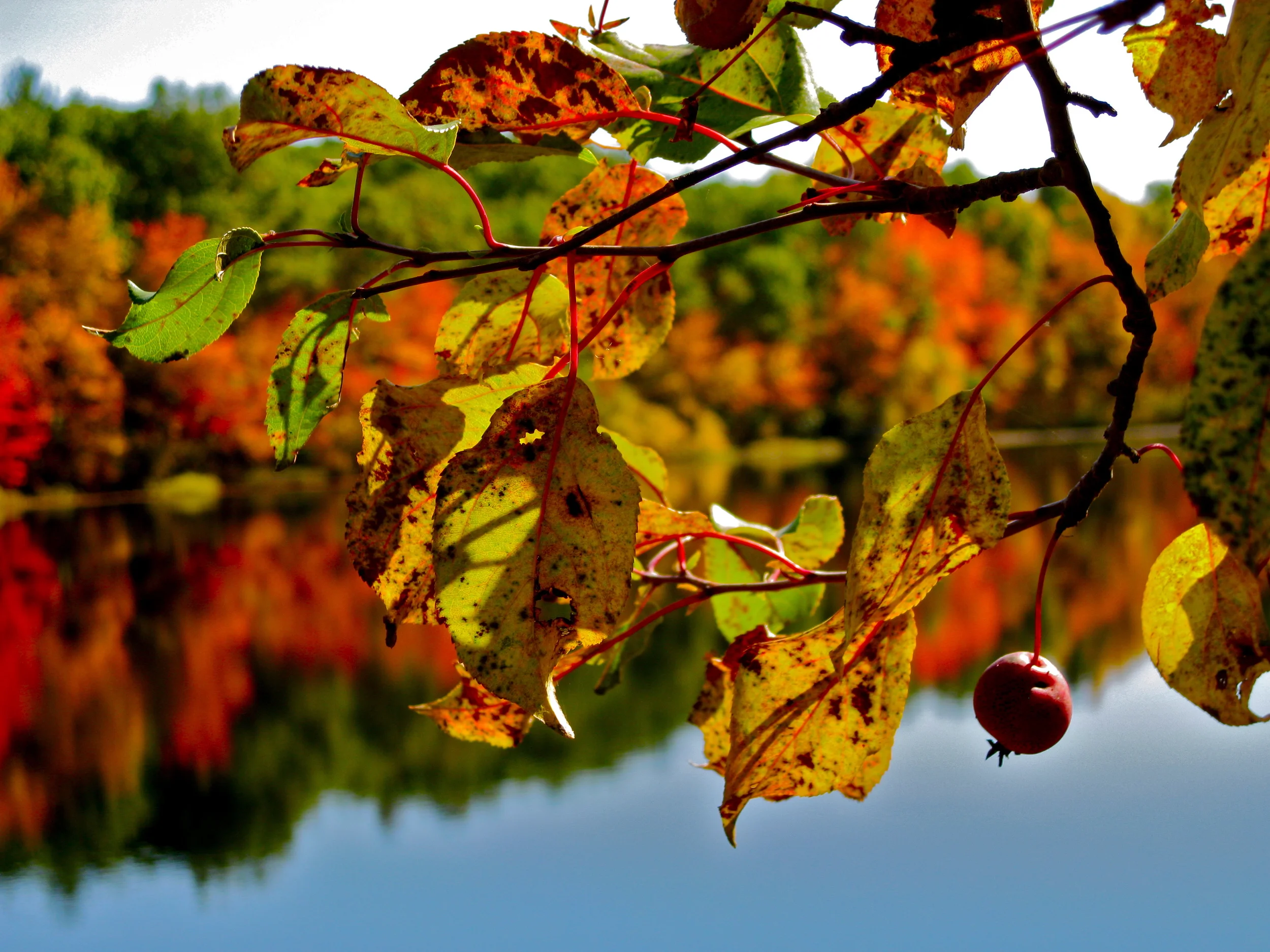 IMG_0170 - Copy.JPG