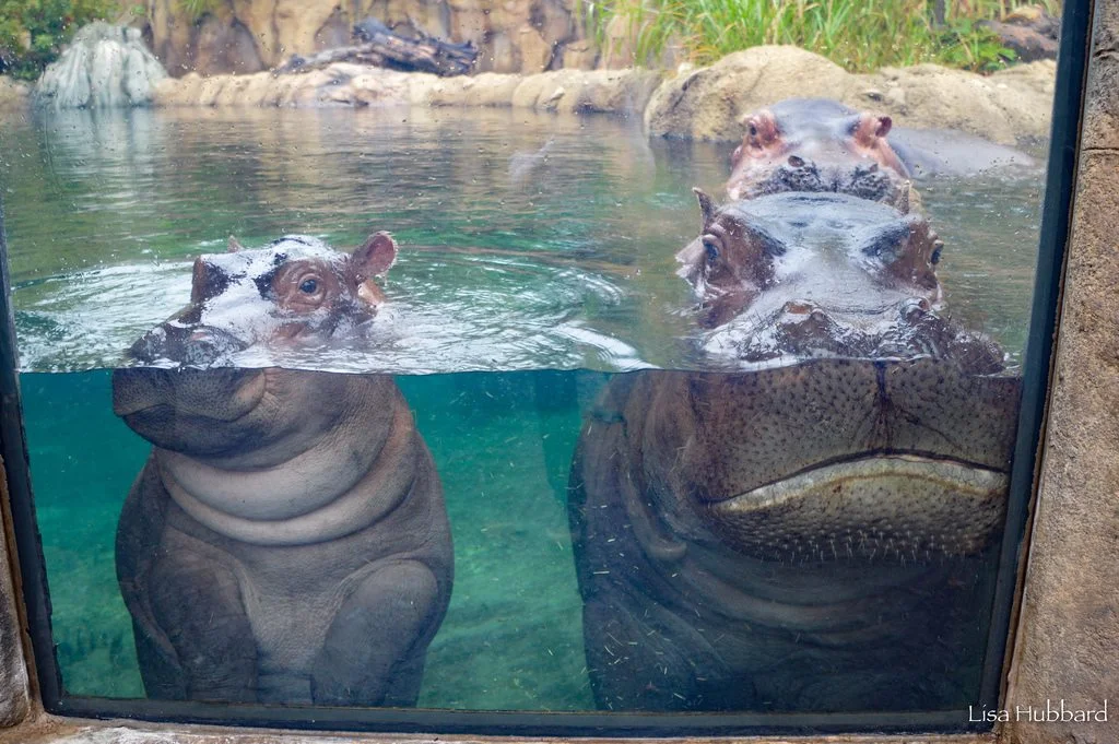 Photo courtesy of The Cincinnati Zoo