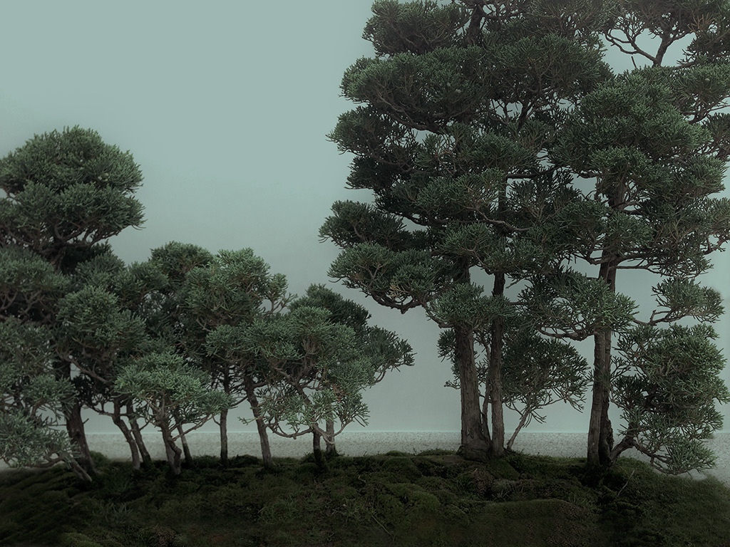 Untitled (expeditions); forest (bonsai)