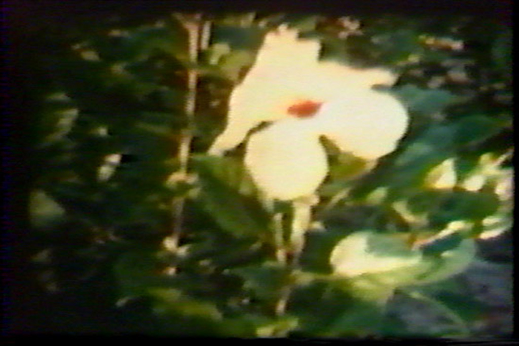 home (movies); hibiscus 