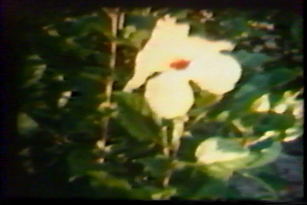 home (movies); hibiscus
