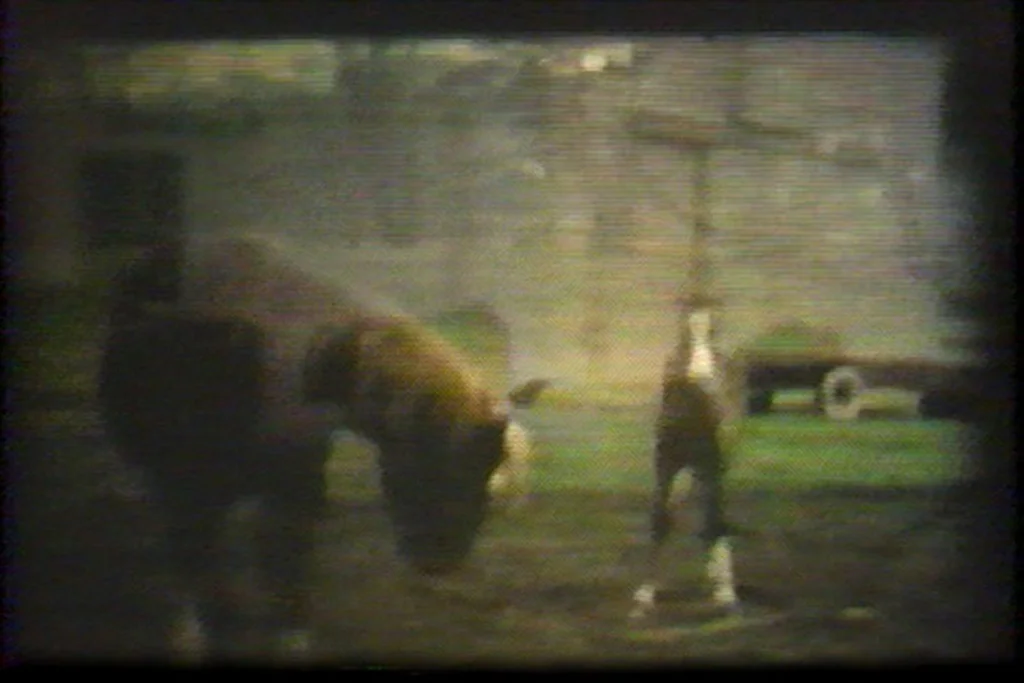 home (movies); horses