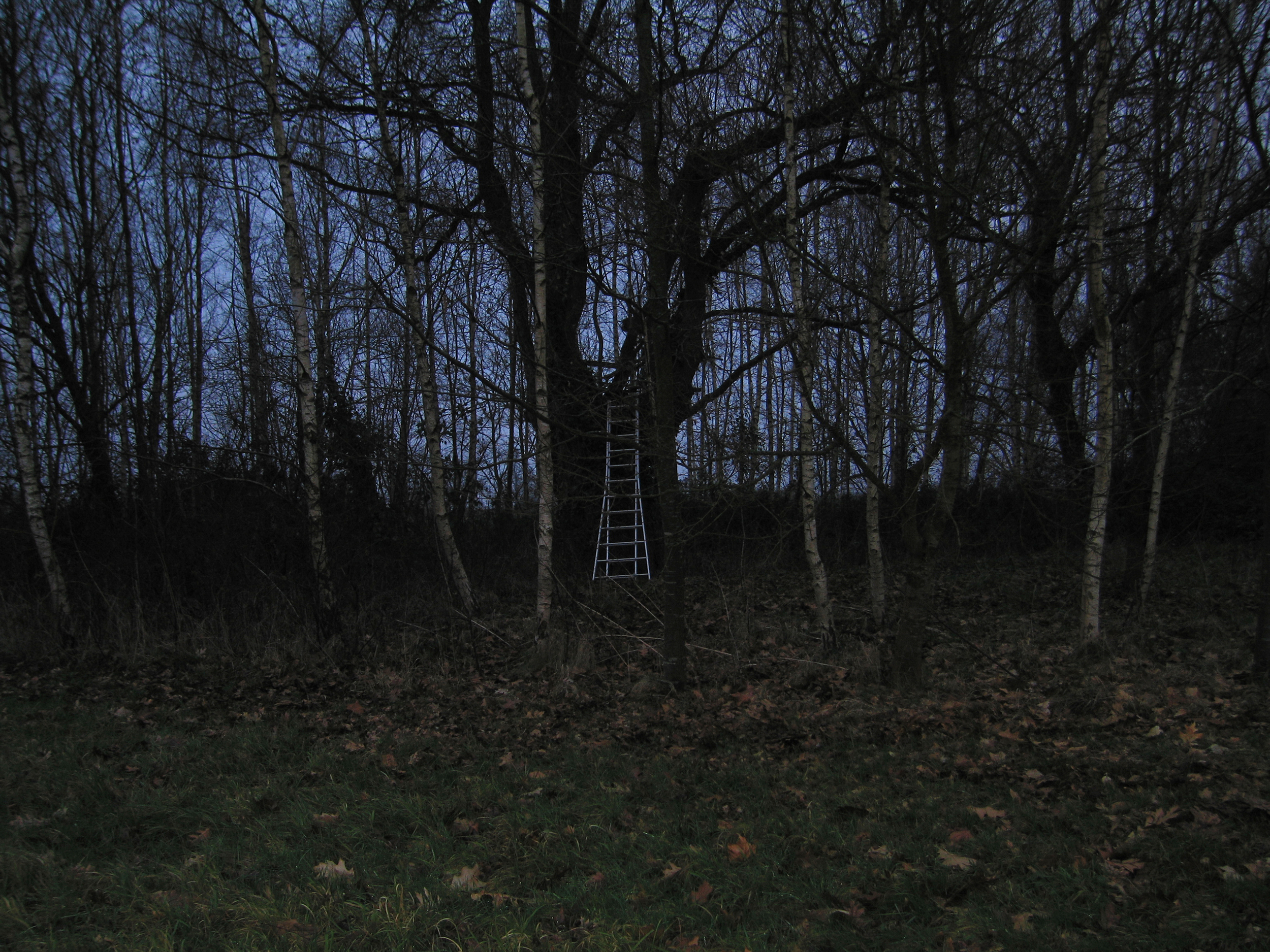 Untitled (family pictures); ladder