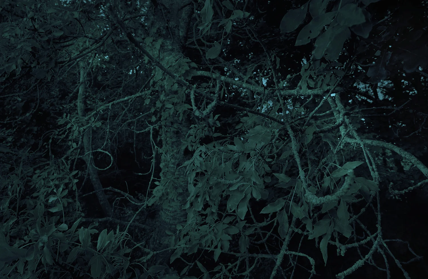 Lichen