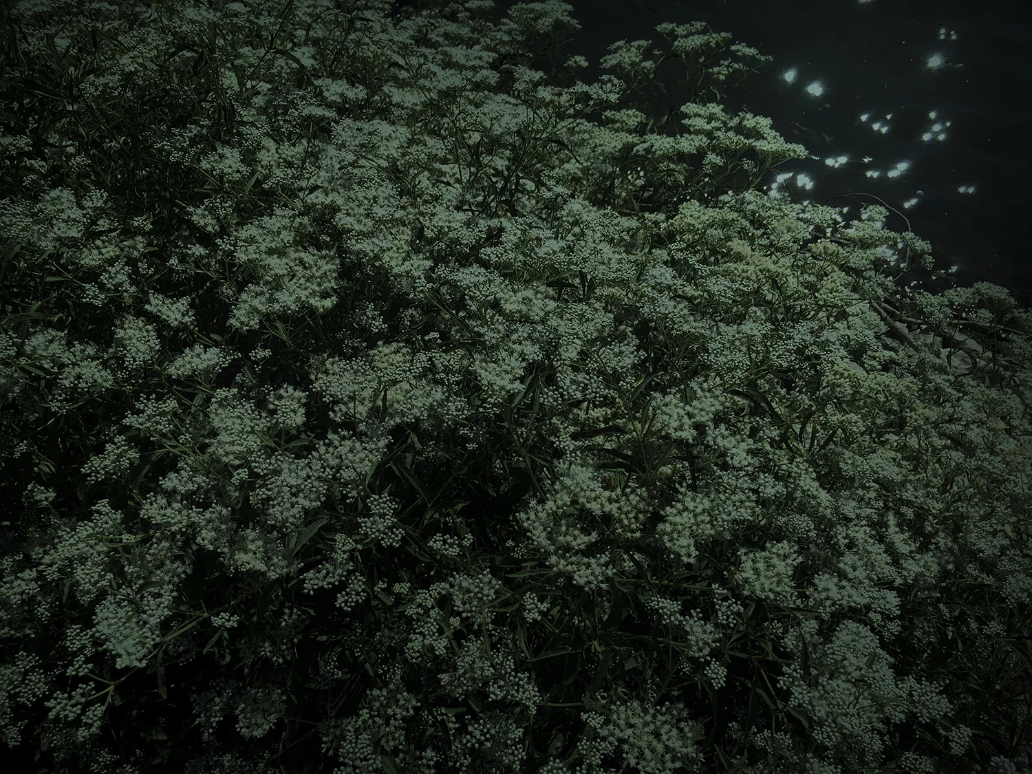 River / dusk