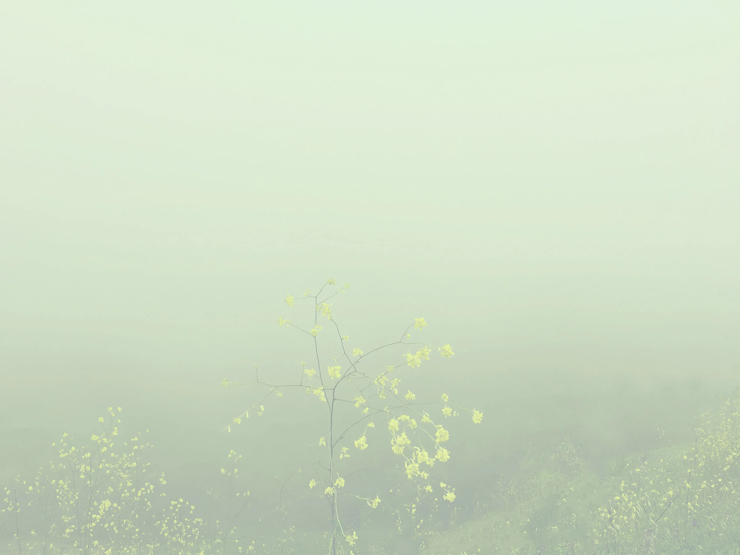Yellow Drift