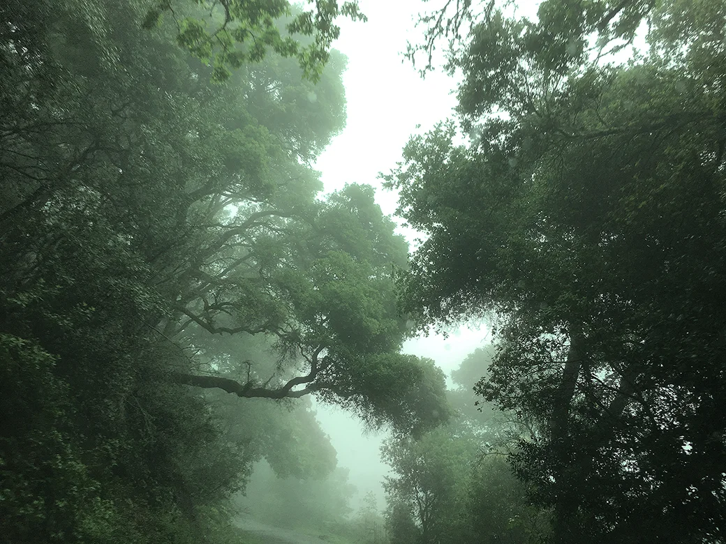 Green Daze