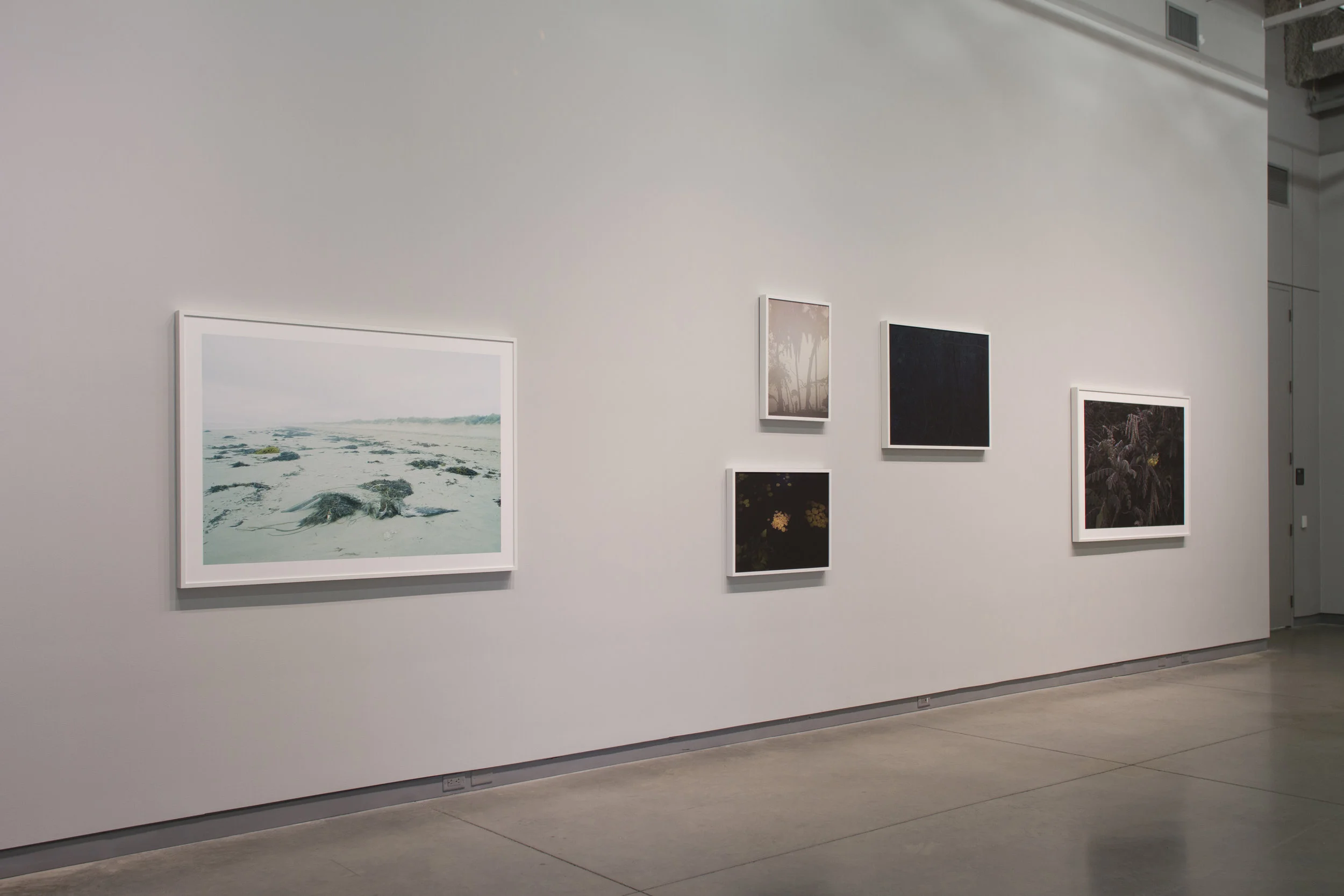 Blue Tides, Cormorant Night Pond Shore, Grayscape Mangroves Esperanza University Galleries 2017