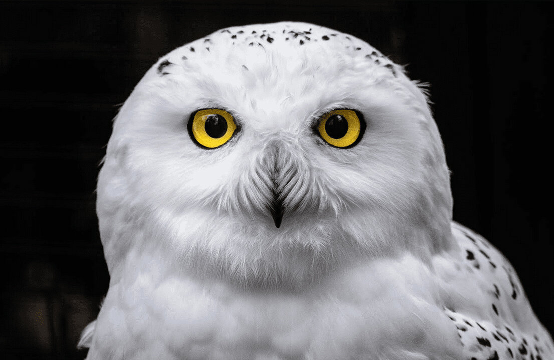 Snowy Owl - Where the Yellow comes from ...