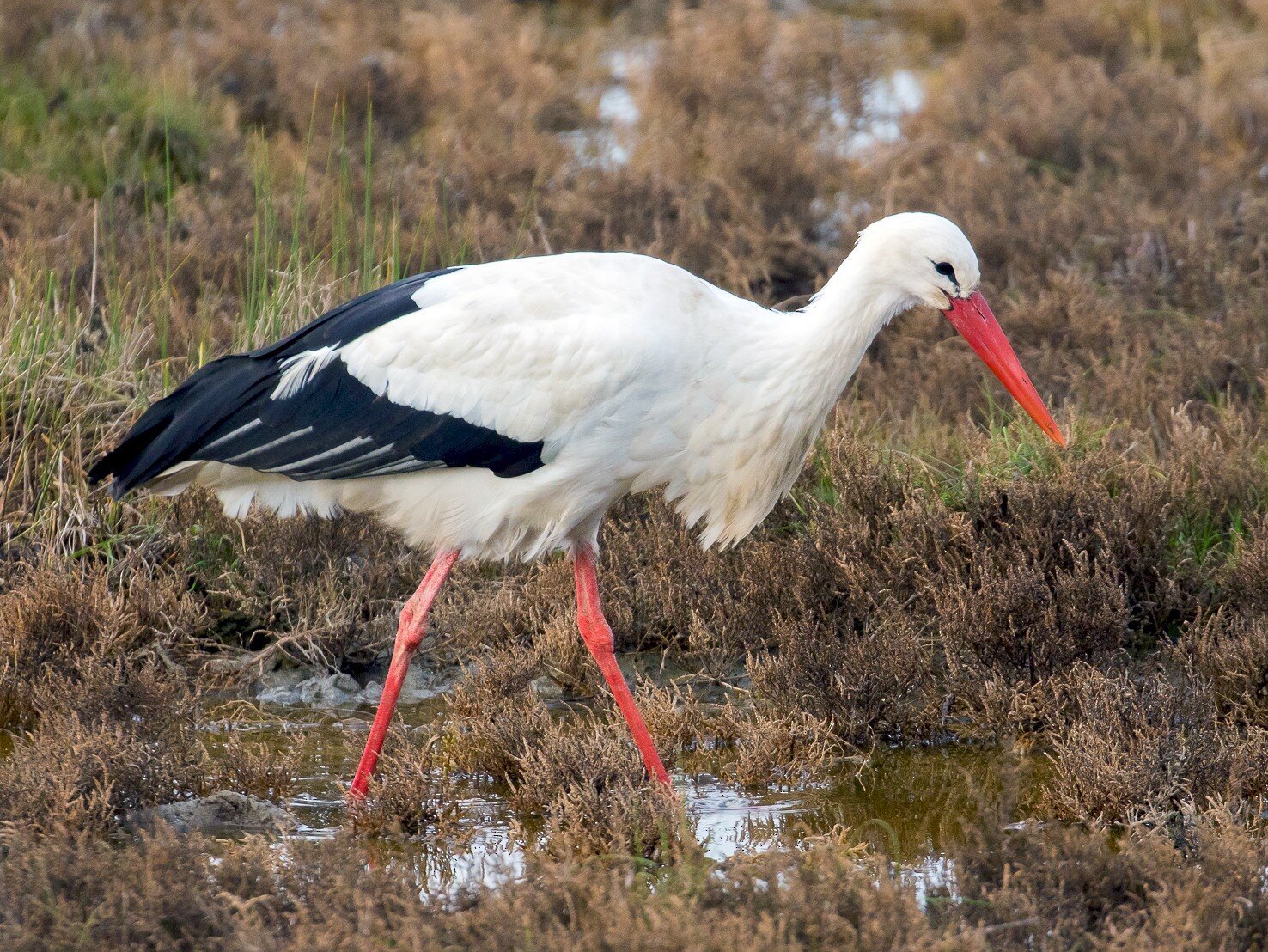 White Stork -- Where the PINKS come from ... 
