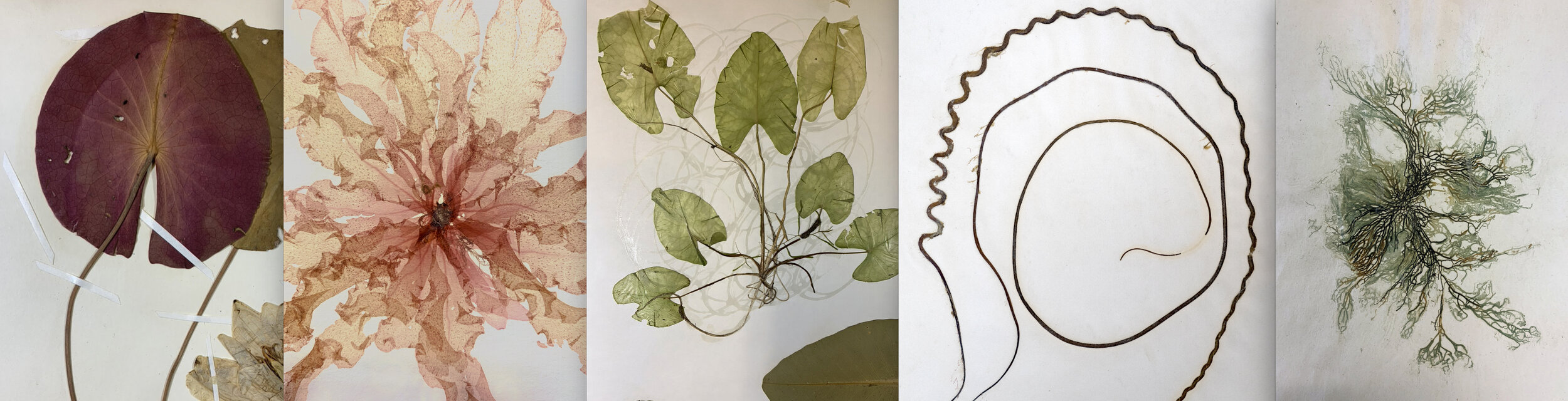 Herbarium, details