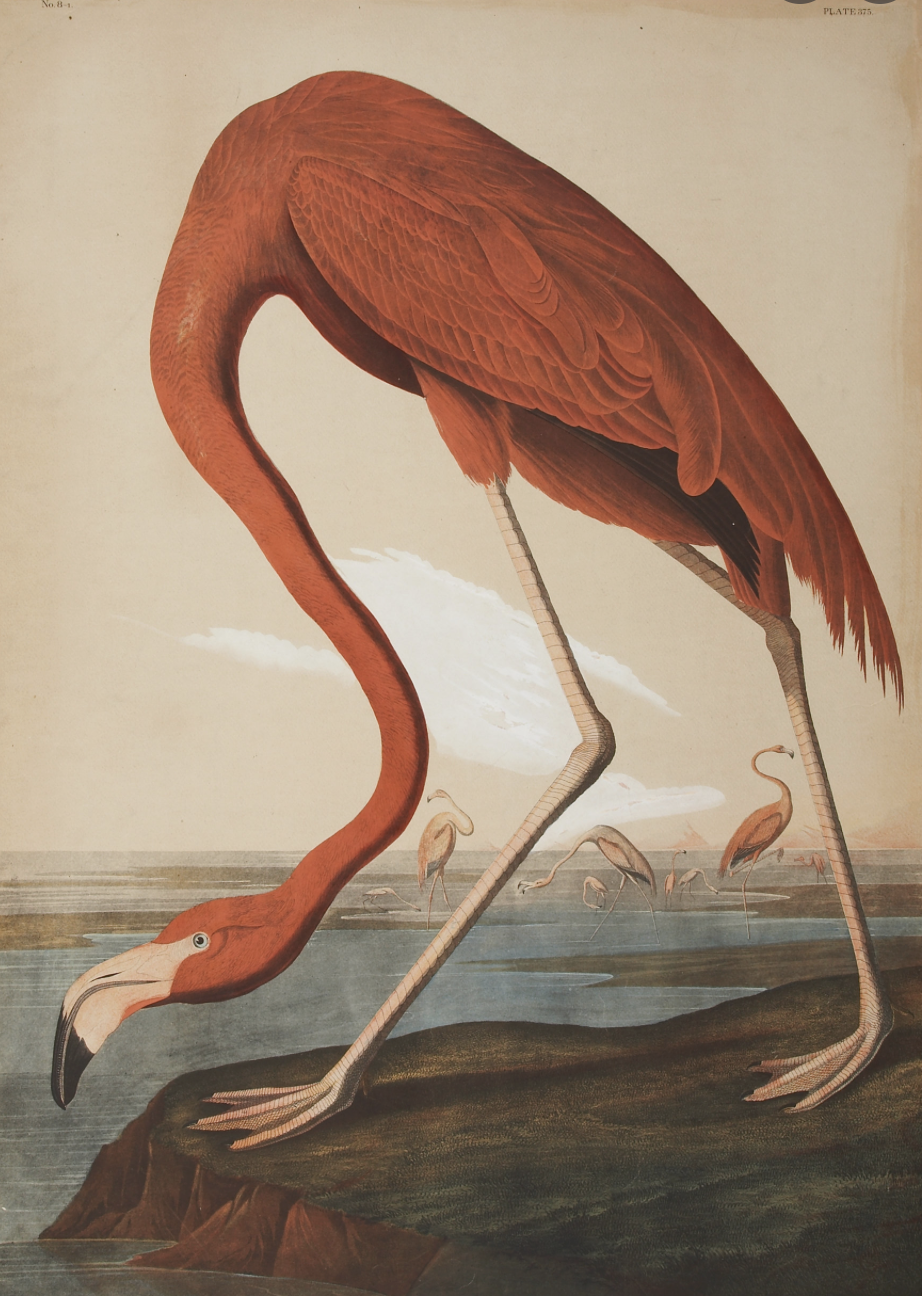 John James Audubon's Flamingo 