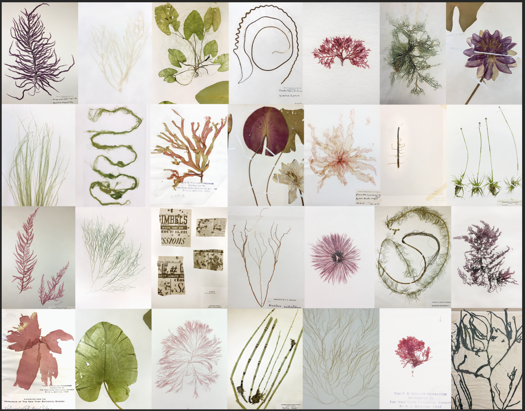 Herbarium, Macrophytes, water plants 