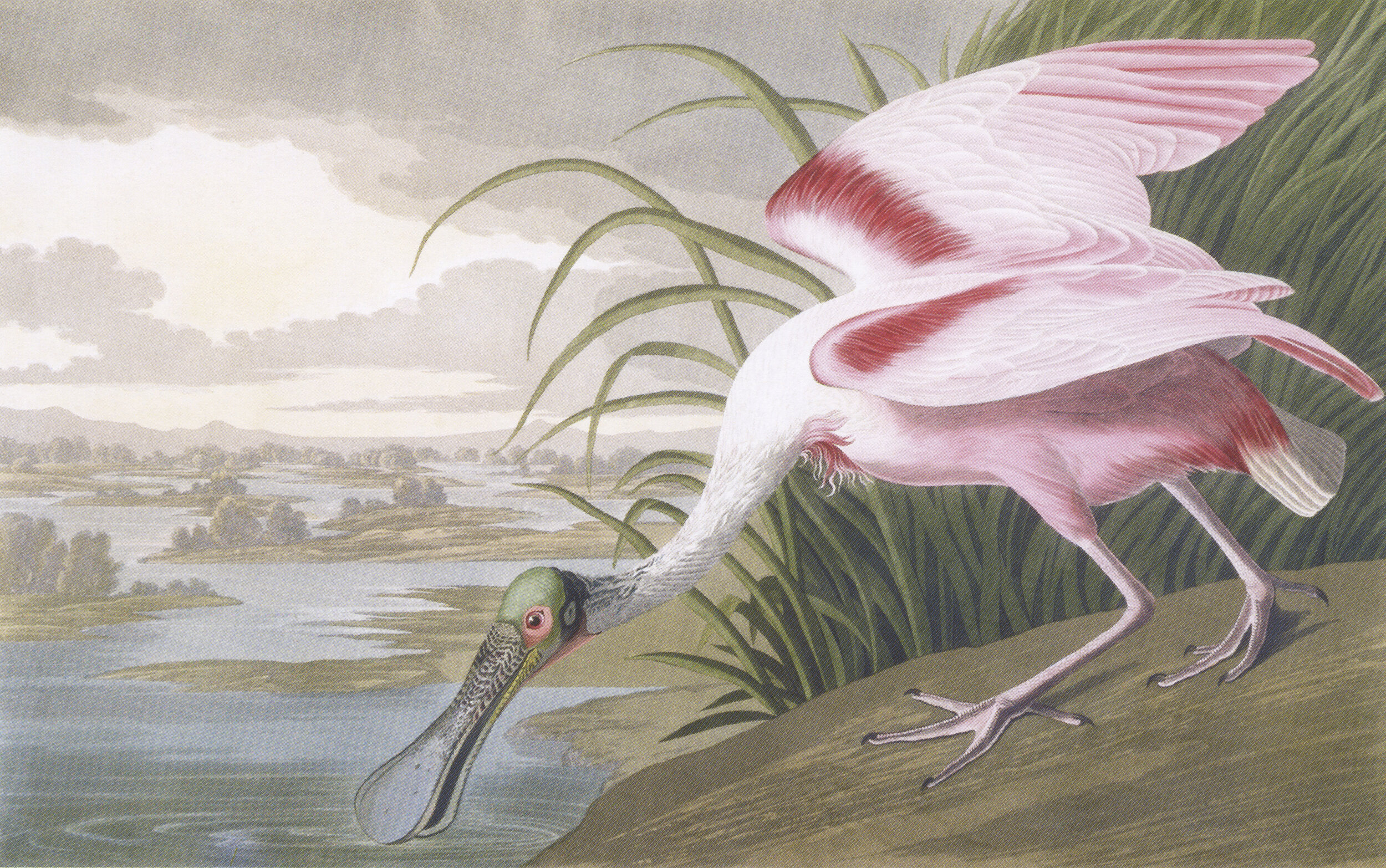 John James Audubon's, Roseate Spoonbill  