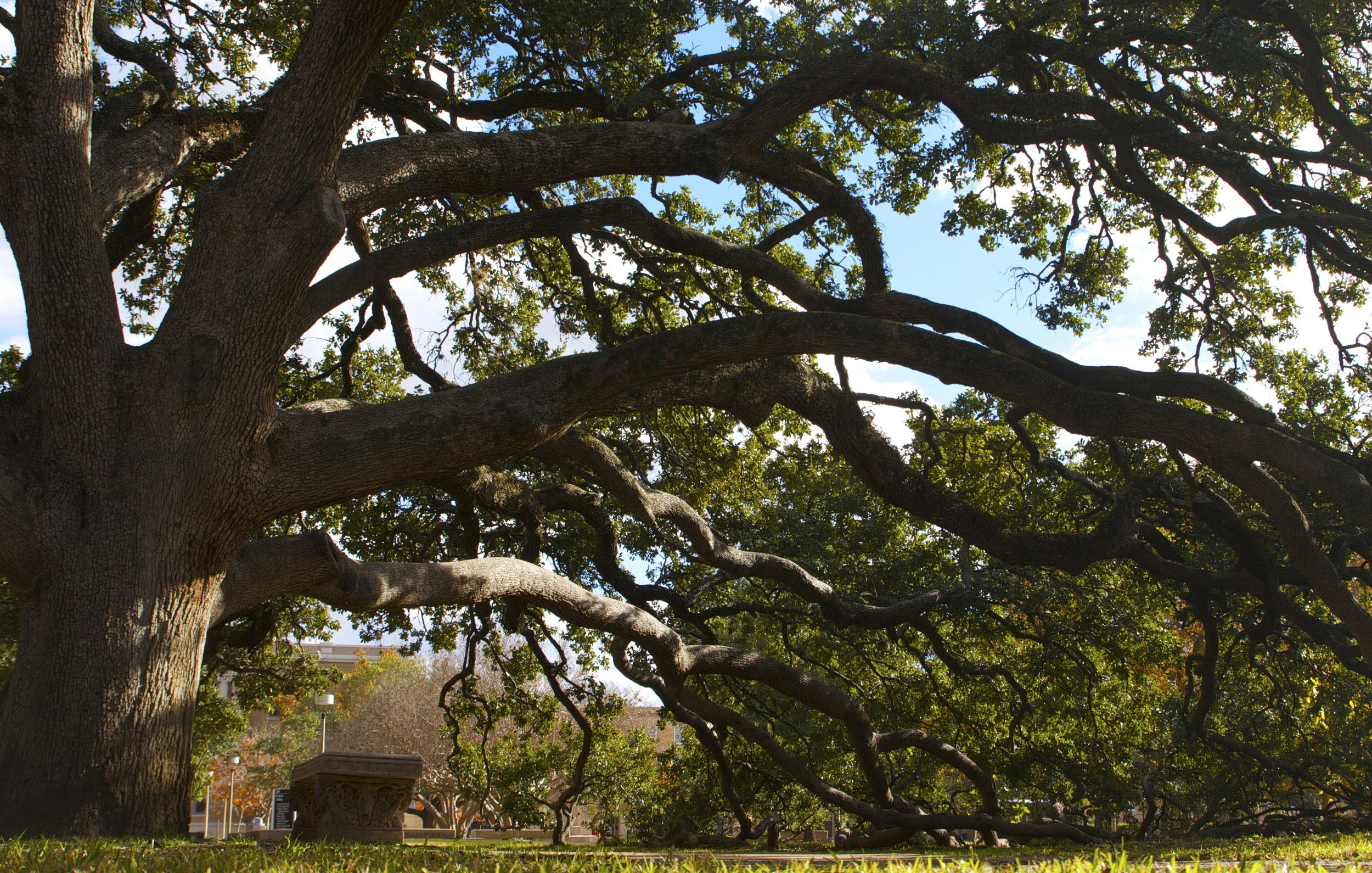 Photo courtesy of the Aggie Century Tree Project