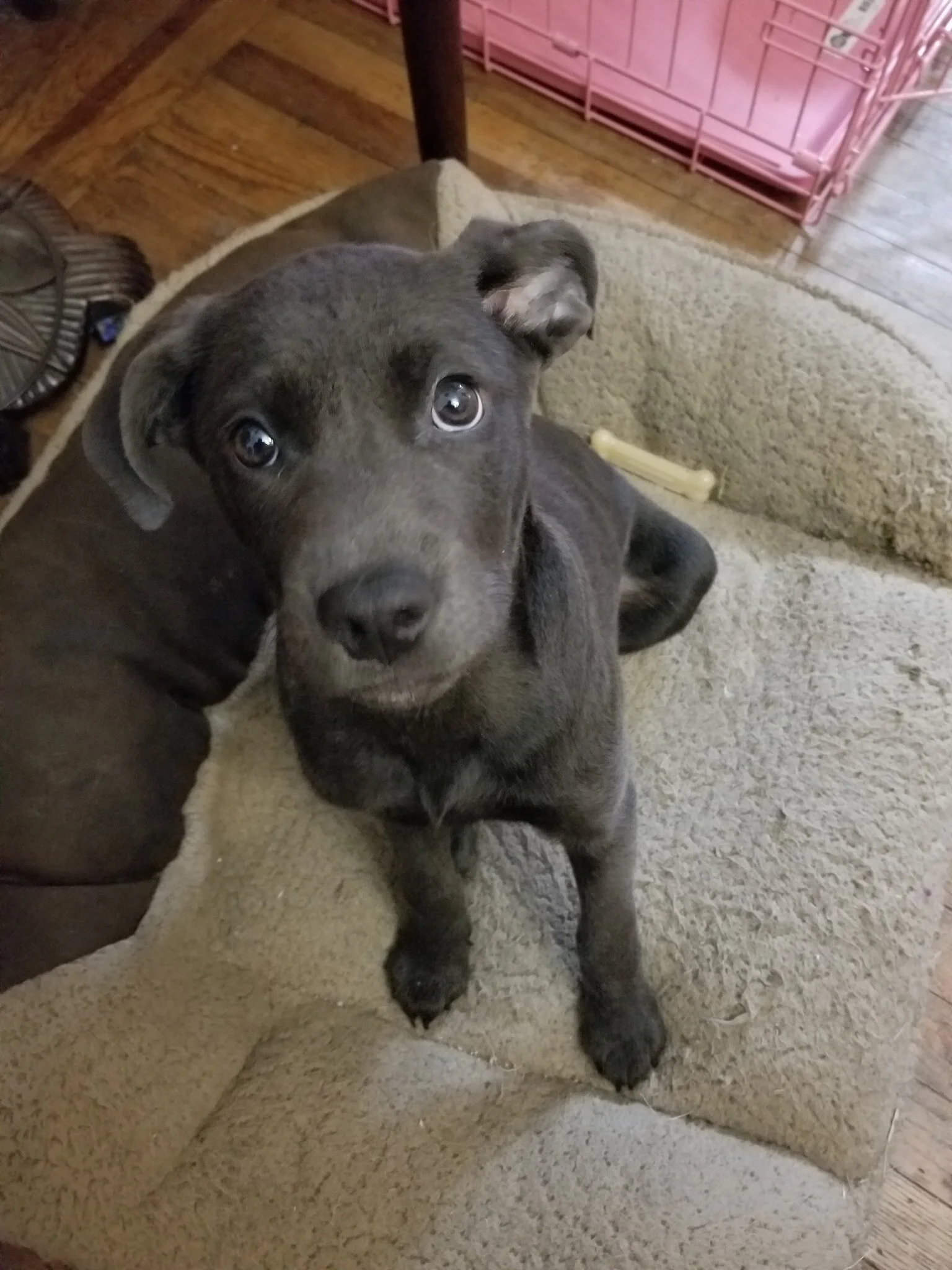 Ramona - as a puppy. Sort of a grey Labrador with some German Shepherd in there.