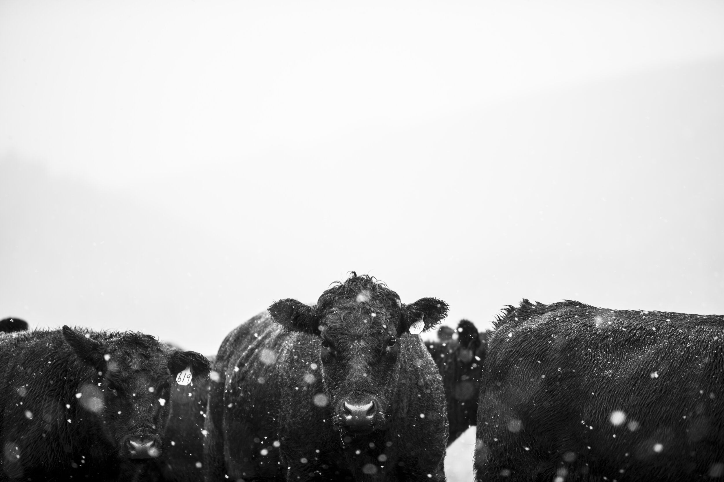 TWF_Cows_011.jpg