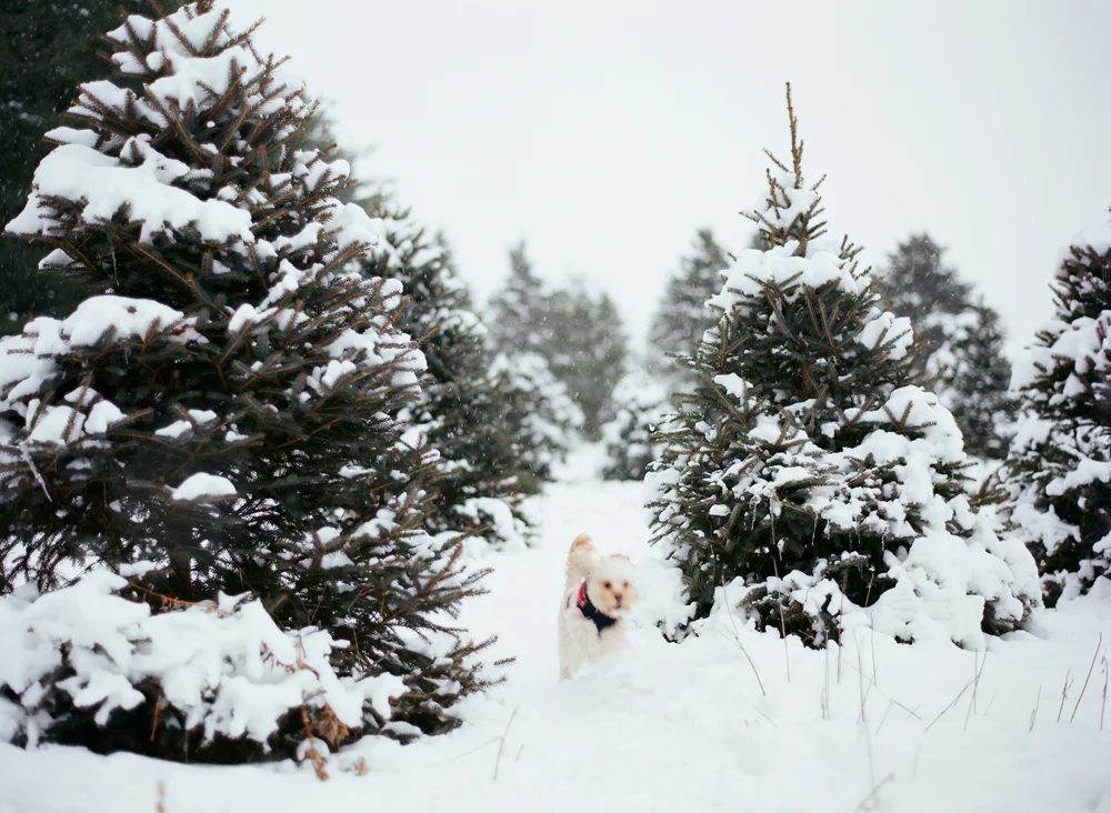 christmas-trees-wausau-wi-007.jpg